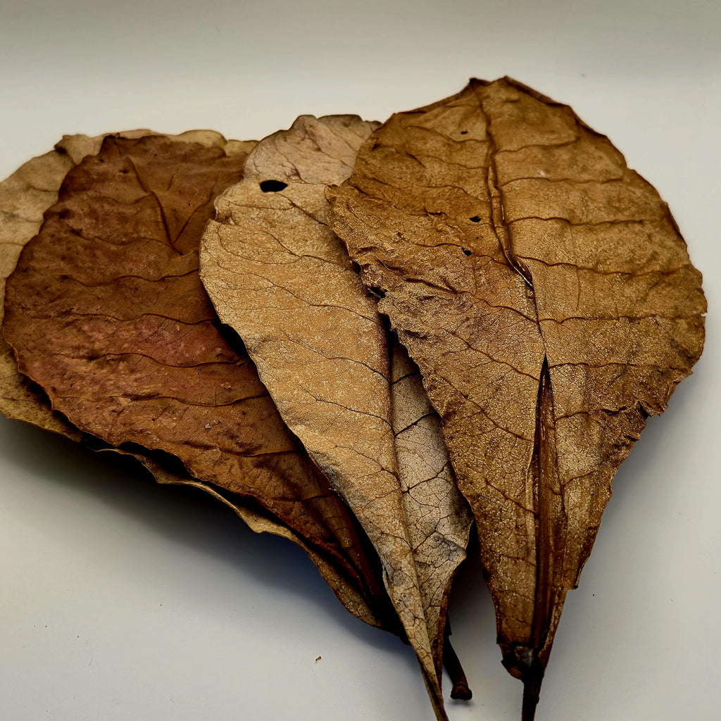 Indian Almond Leaves – 10 Pack (Natural Aquarium Botanicals)