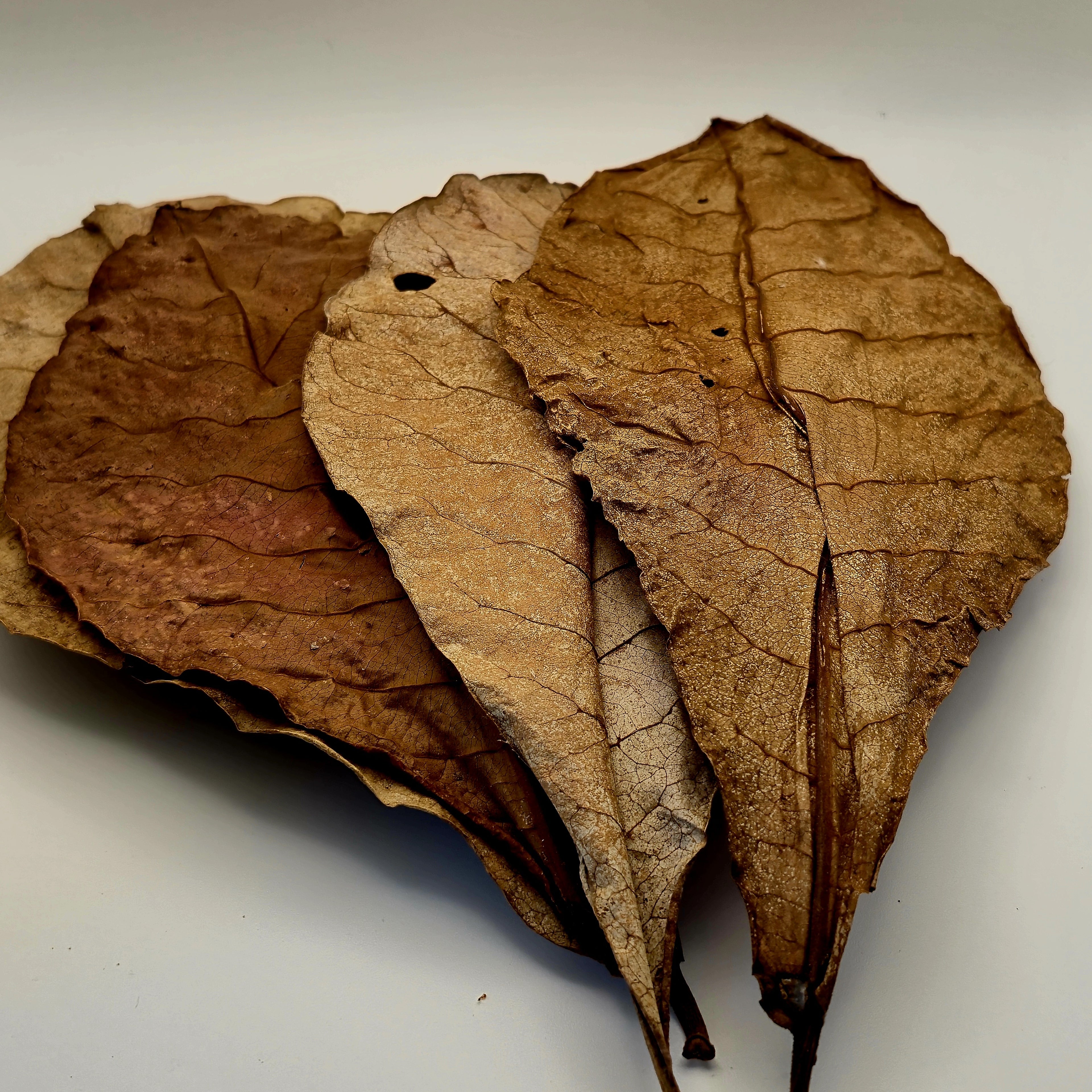 Indian Almond Leaves – 10 Pack (Natural Aquarium Botanicals)