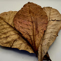 Indian Almond Leaves – 10 Pack (Natural Aquarium Botanicals)
