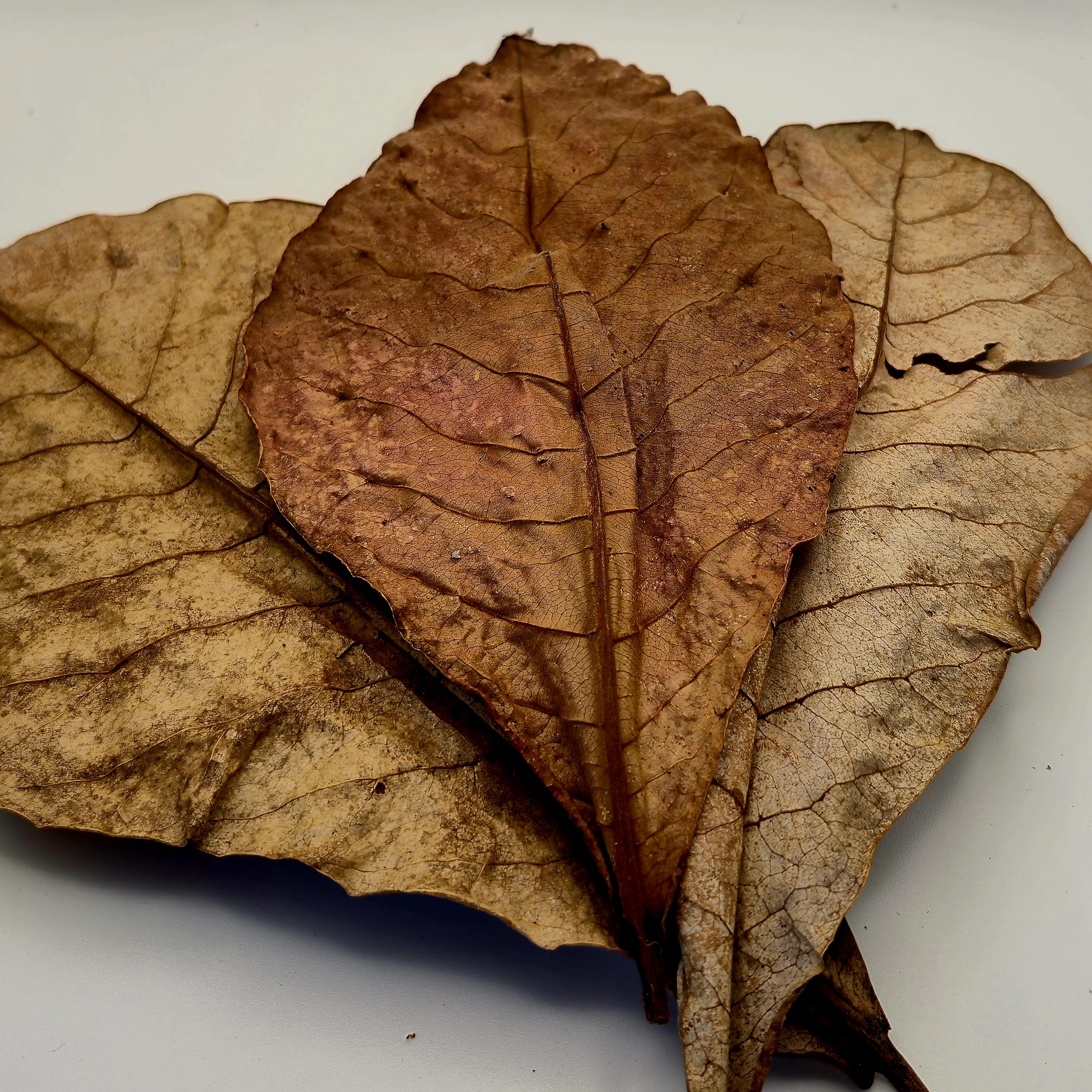 Dealer's Choice Bundle – The Ultimate Aquarium Botanical Mix