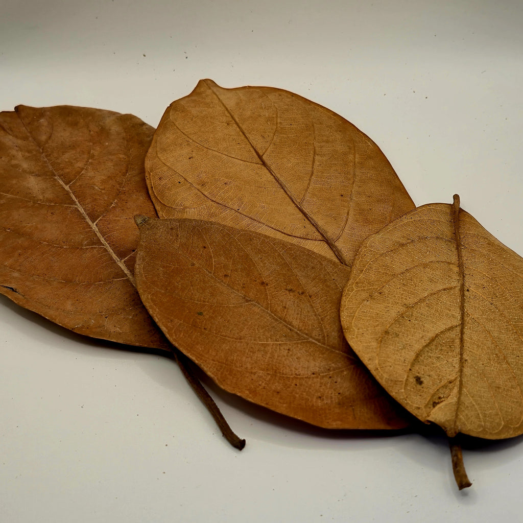 Jackfruit Leaves – 20 Pack (Natural Aquarium Botanicals)