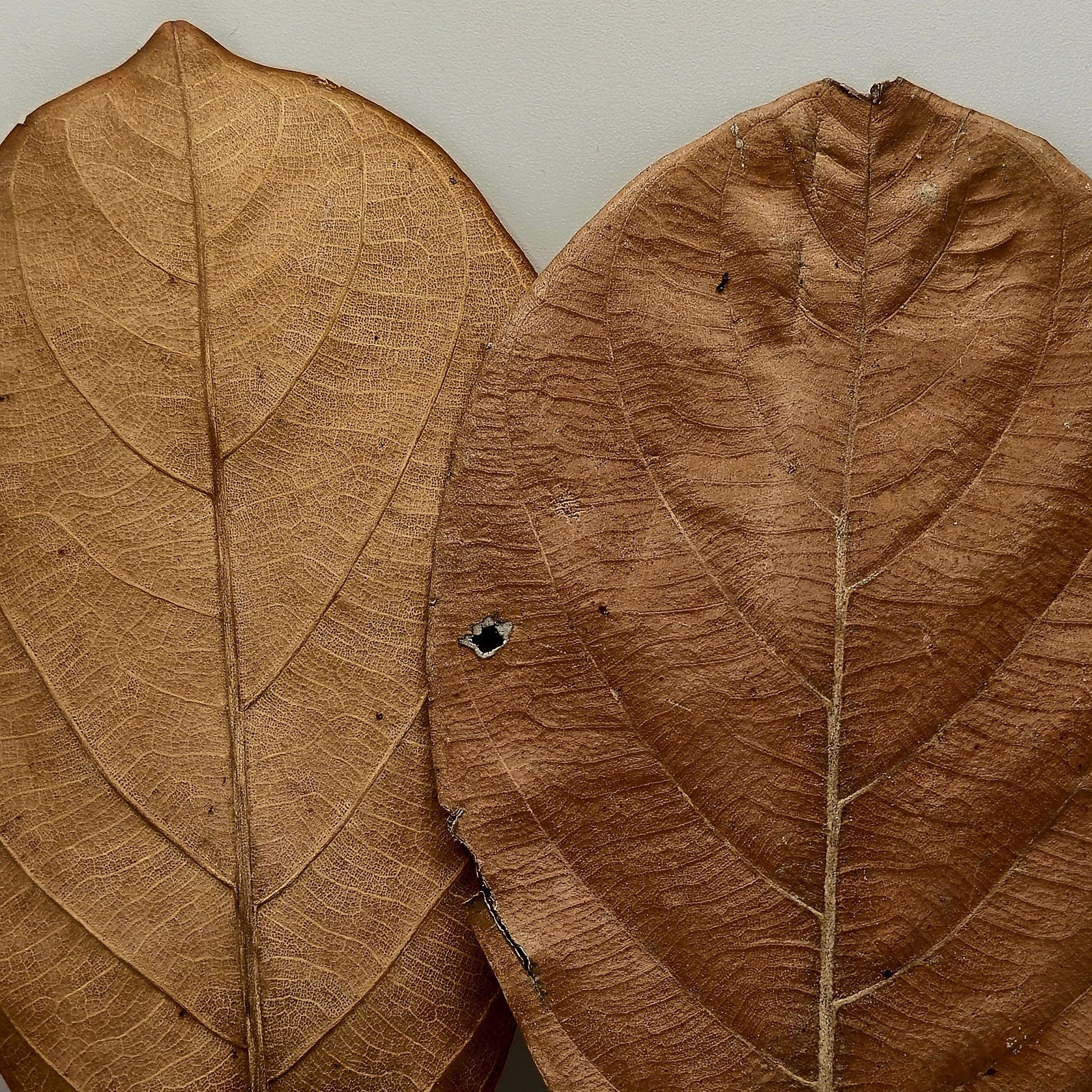Jackfruit Leaves – 20 Pack (Natural Aquarium Botanicals)
