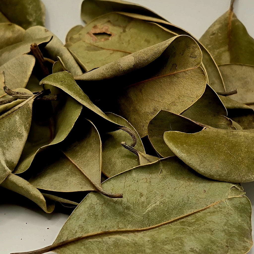 Palu Leaves – 50 Pack (Natural Aquarium Botanicals)
