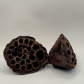 Lotus Pods – 3 Pack (Natural Aquarium Botanicals)