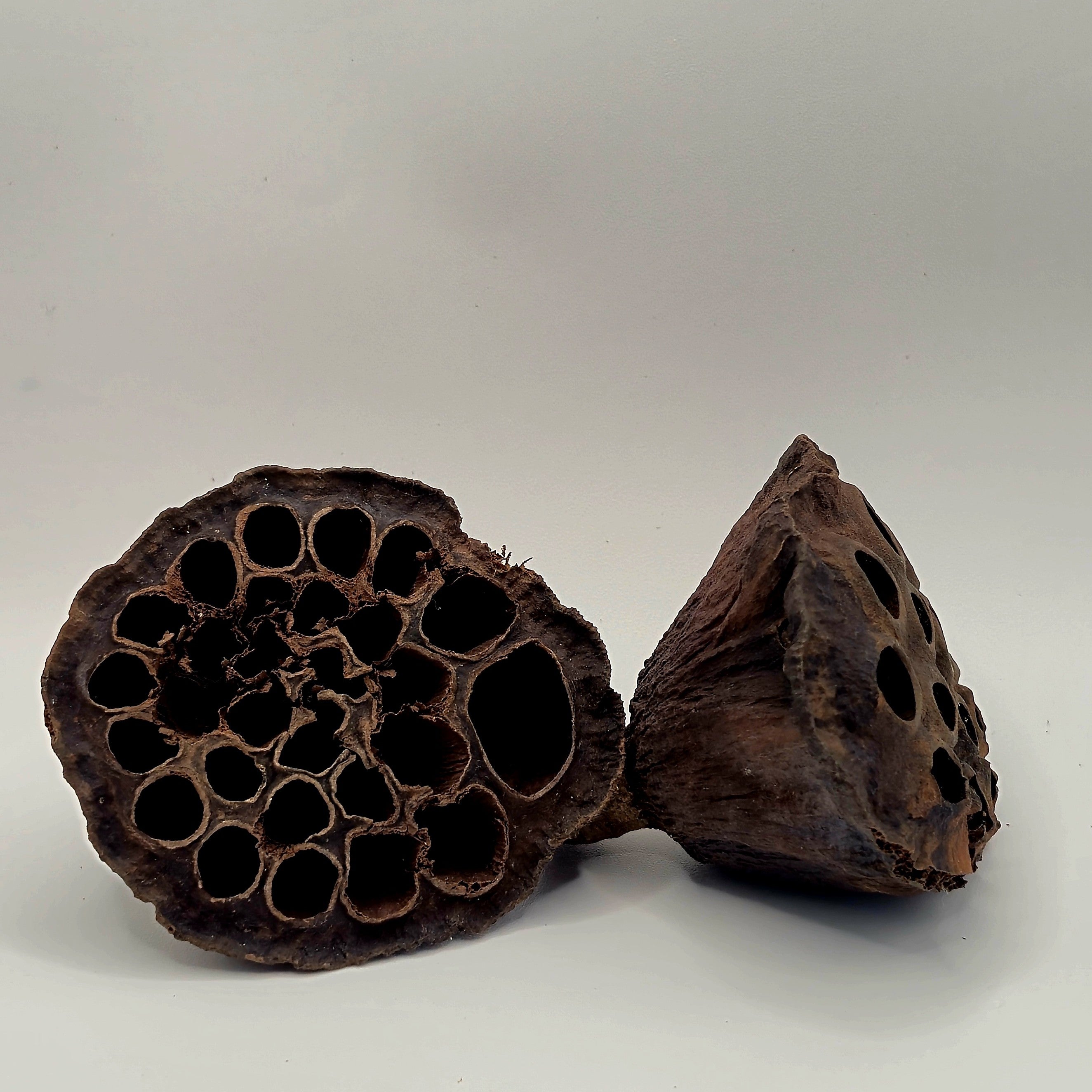 Lotus Pods – 3 Pack (Natural Aquarium Botanicals)