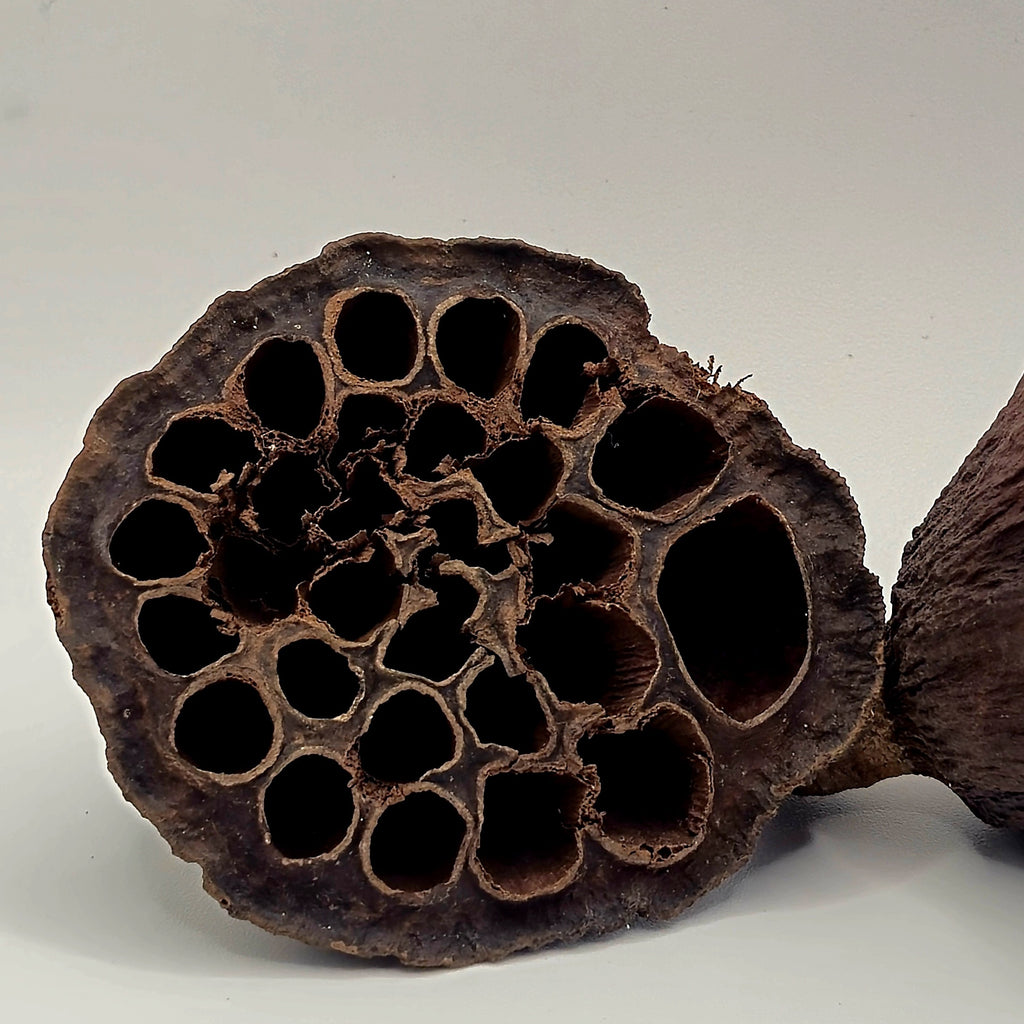 Lotus Pods – 3 Pack (Natural Aquarium Botanicals)