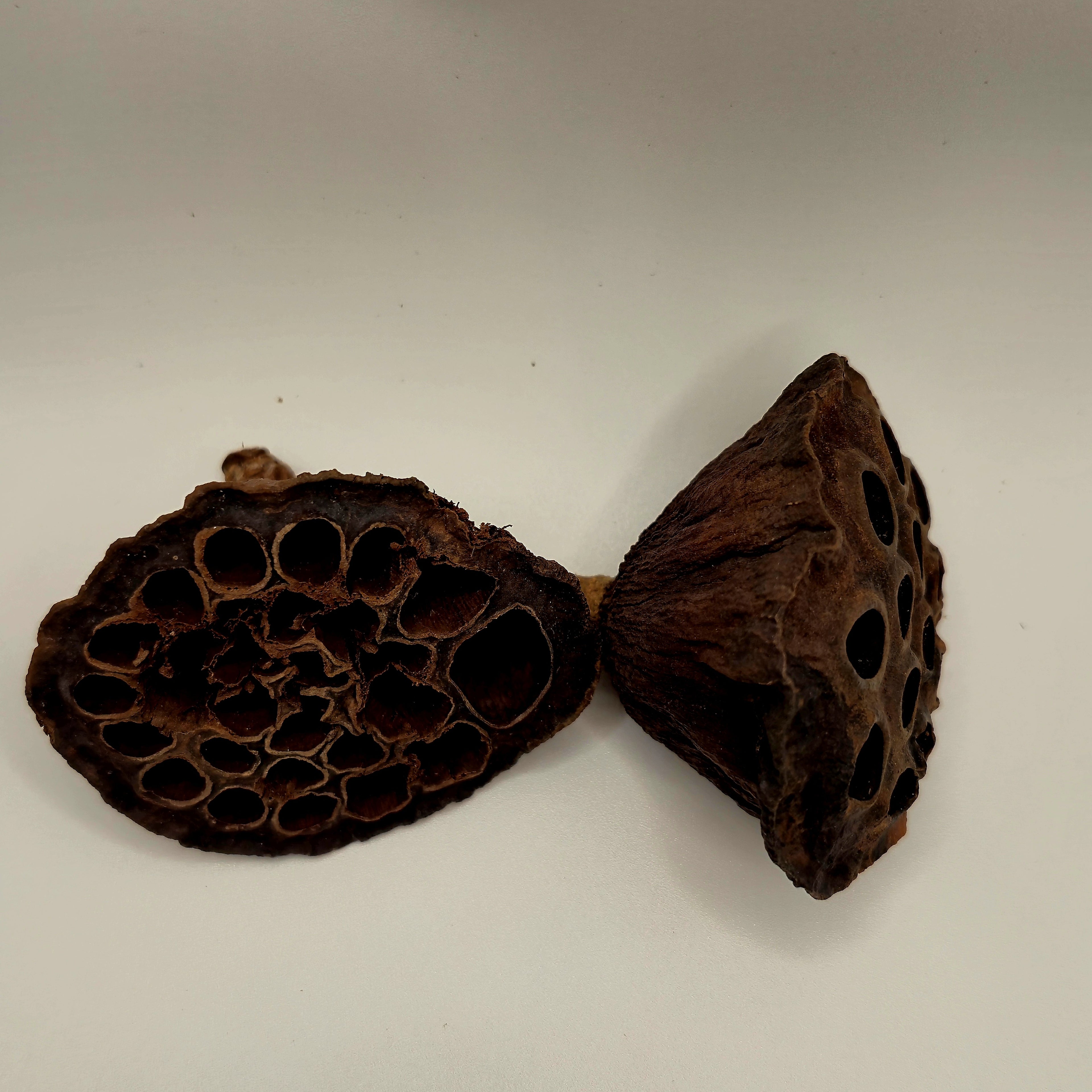 Lotus Pods – 3 Pack (Natural Aquarium Botanicals)