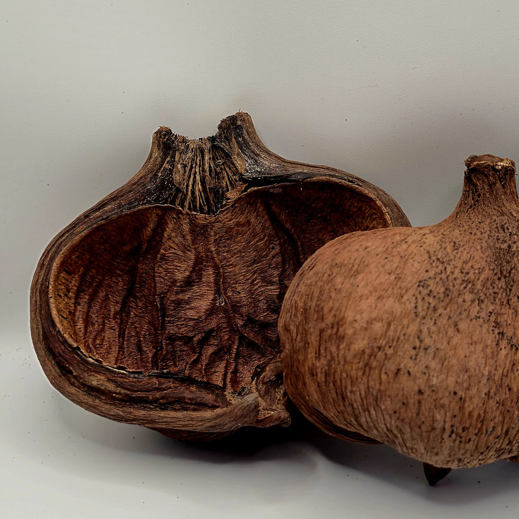 Badam Pods – 3 Pack (Natural Aquarium Botanicals)