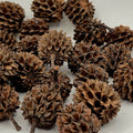 Casuarina Pods – 20 Pack (Natural Aquarium Botanicals)