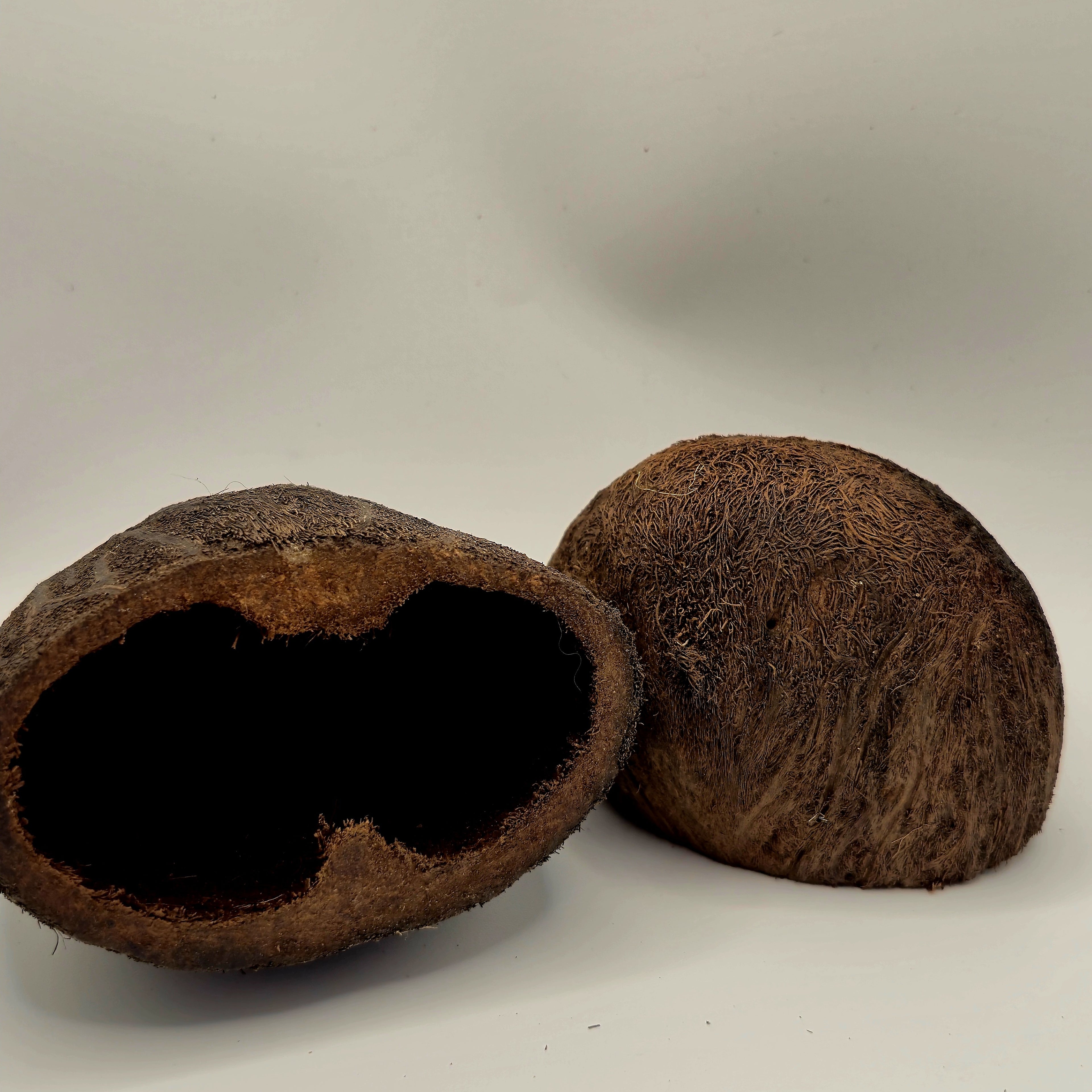 Palm Pods – 3 Pack (Natural Aquarium Botanicals)