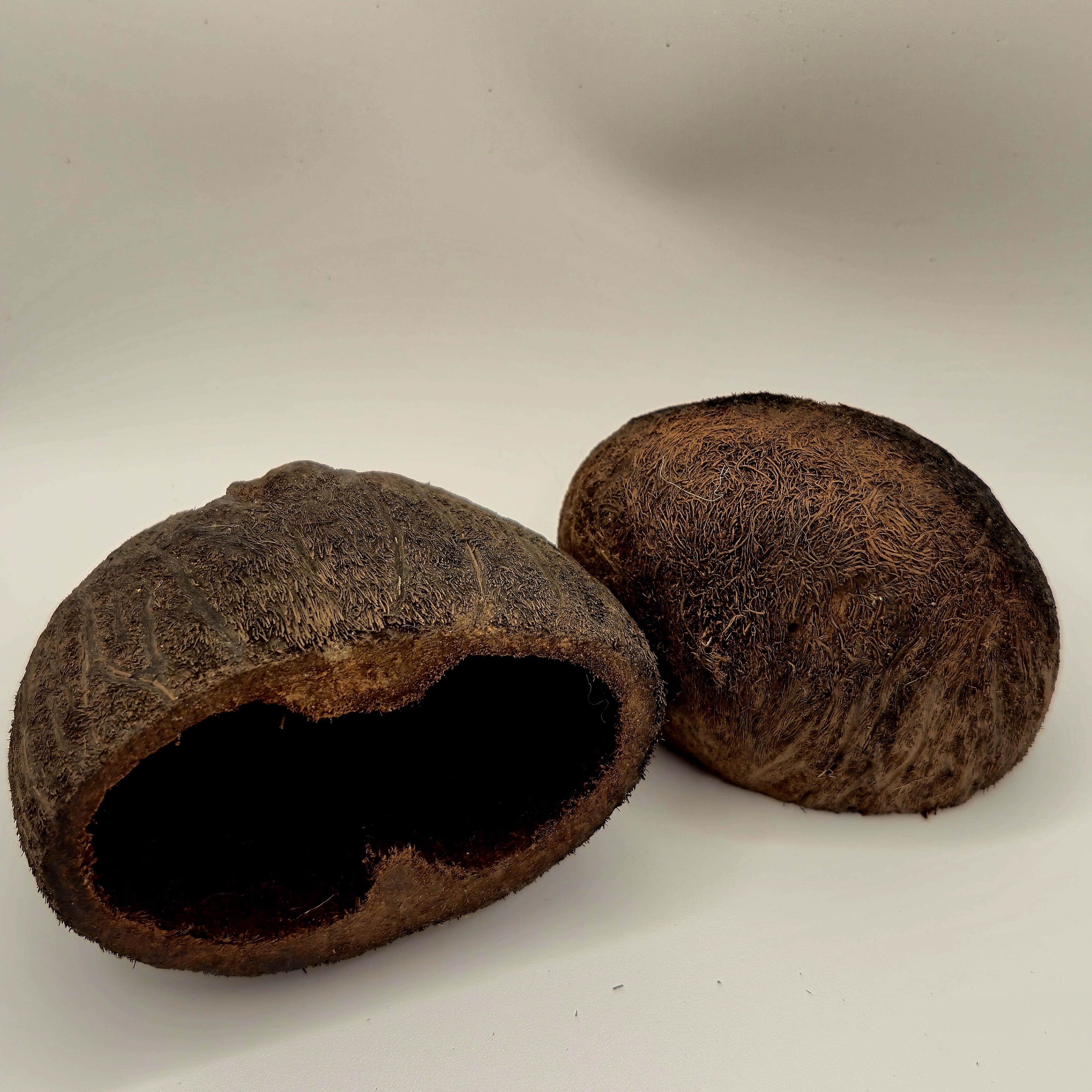 Palm Pods – 3 Pack (Natural Aquarium Botanicals)