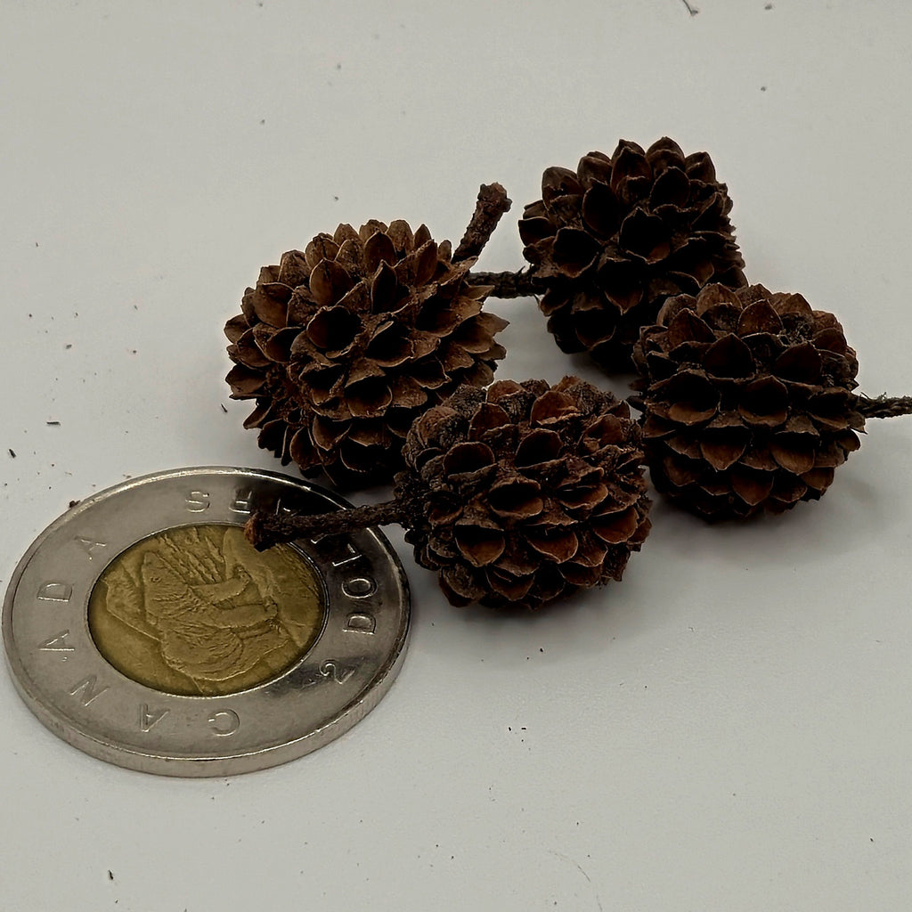 Casuarina Pods – 20 Pack (Natural Aquarium Botanicals)