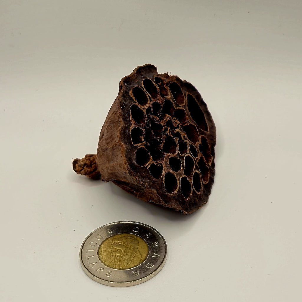 Lotus Pods – 3 Pack (Natural Aquarium Botanicals)