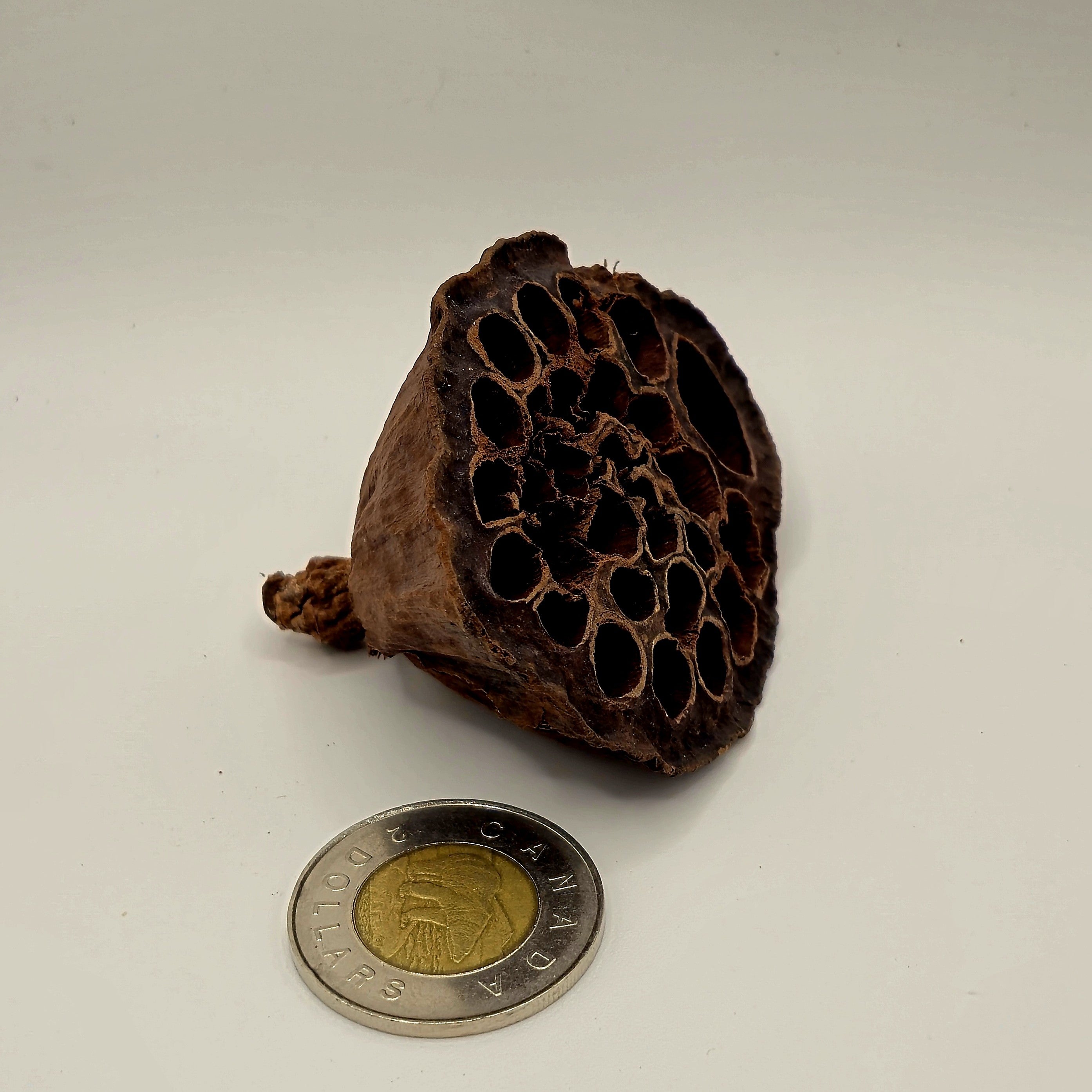 Lotus Pods – 3 Pack (Natural Aquarium Botanicals)