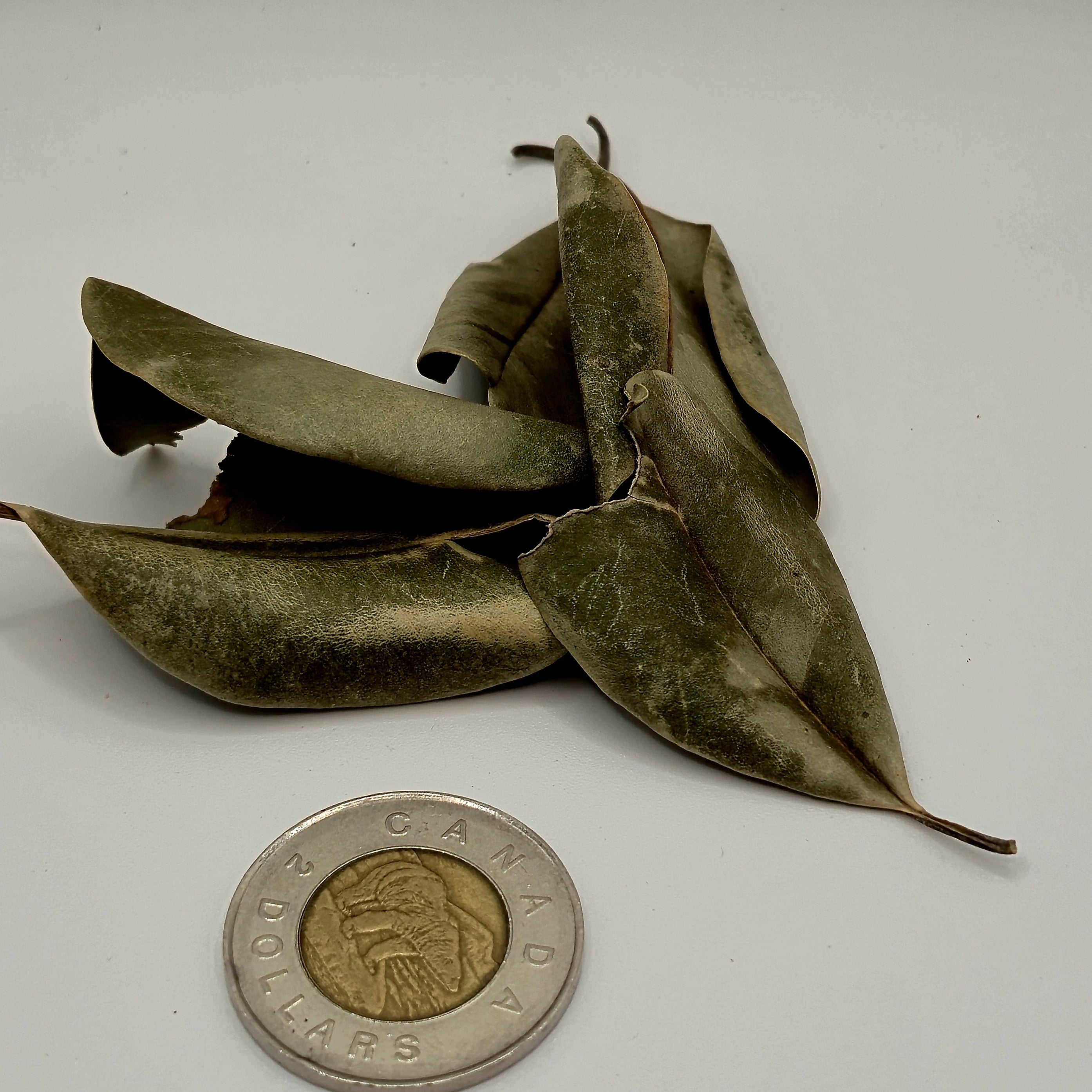 Palu Leaves – 50 Pack (Natural Aquarium Botanicals)