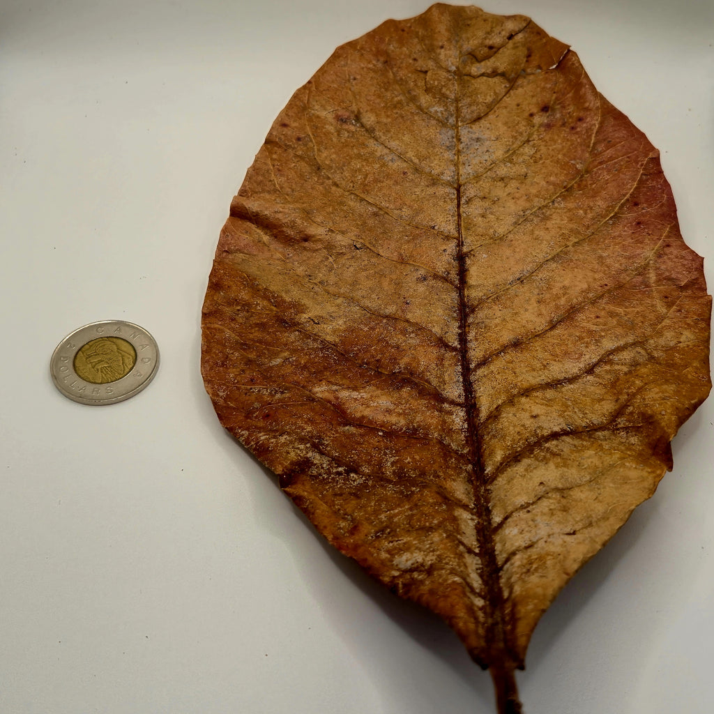 Indian Almond Leaves – 10 Pack (Natural Aquarium Botanicals)