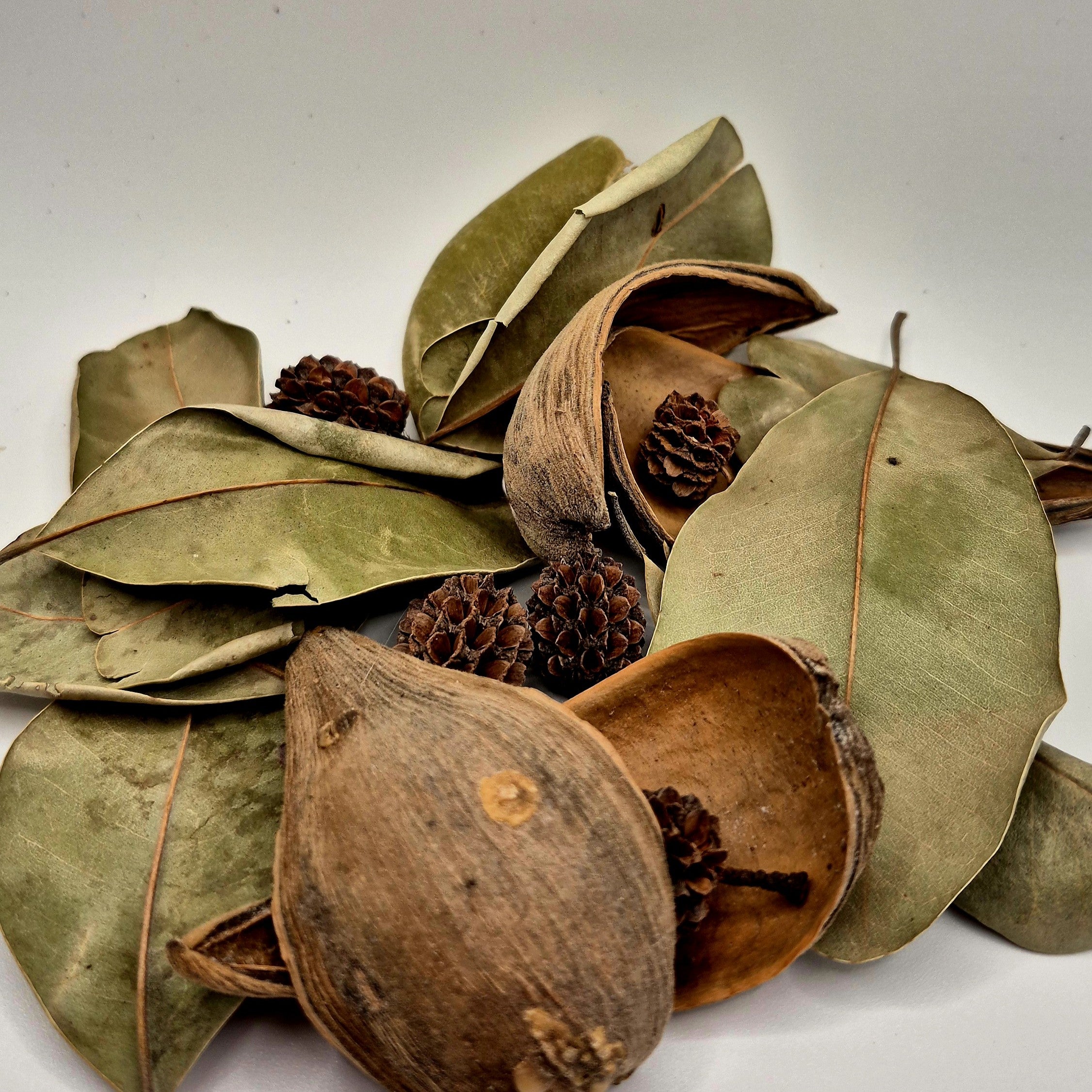 Sink & Scatter Pack – Palu Leaves, Dregea Pods & Casuarina Pods