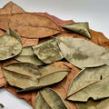 The Canopy Collection Pack – Palu, Indian Almond & Jackfruit Leaves