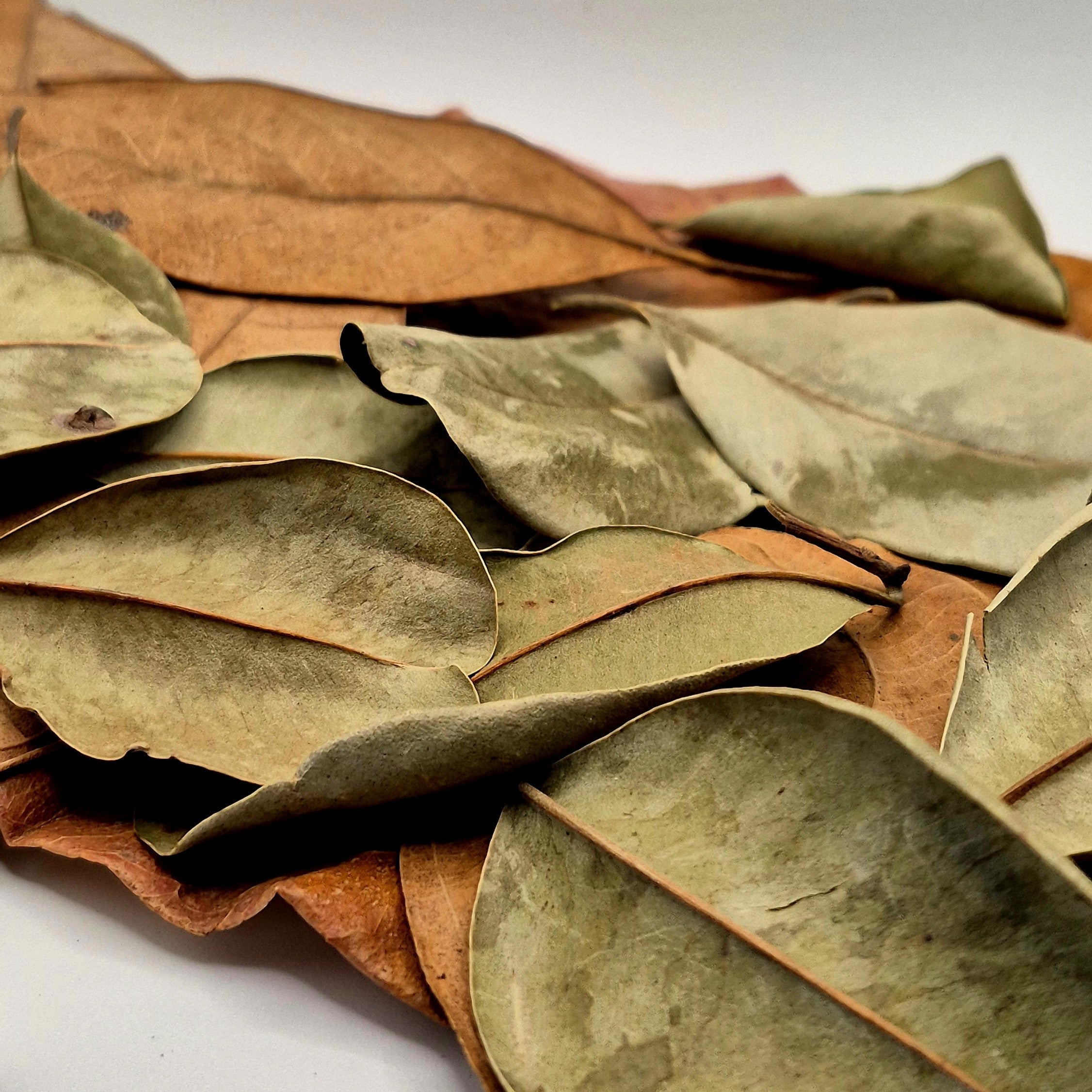 The Canopy Collection Pack – Palu, Indian Almond & Jackfruit Leaves