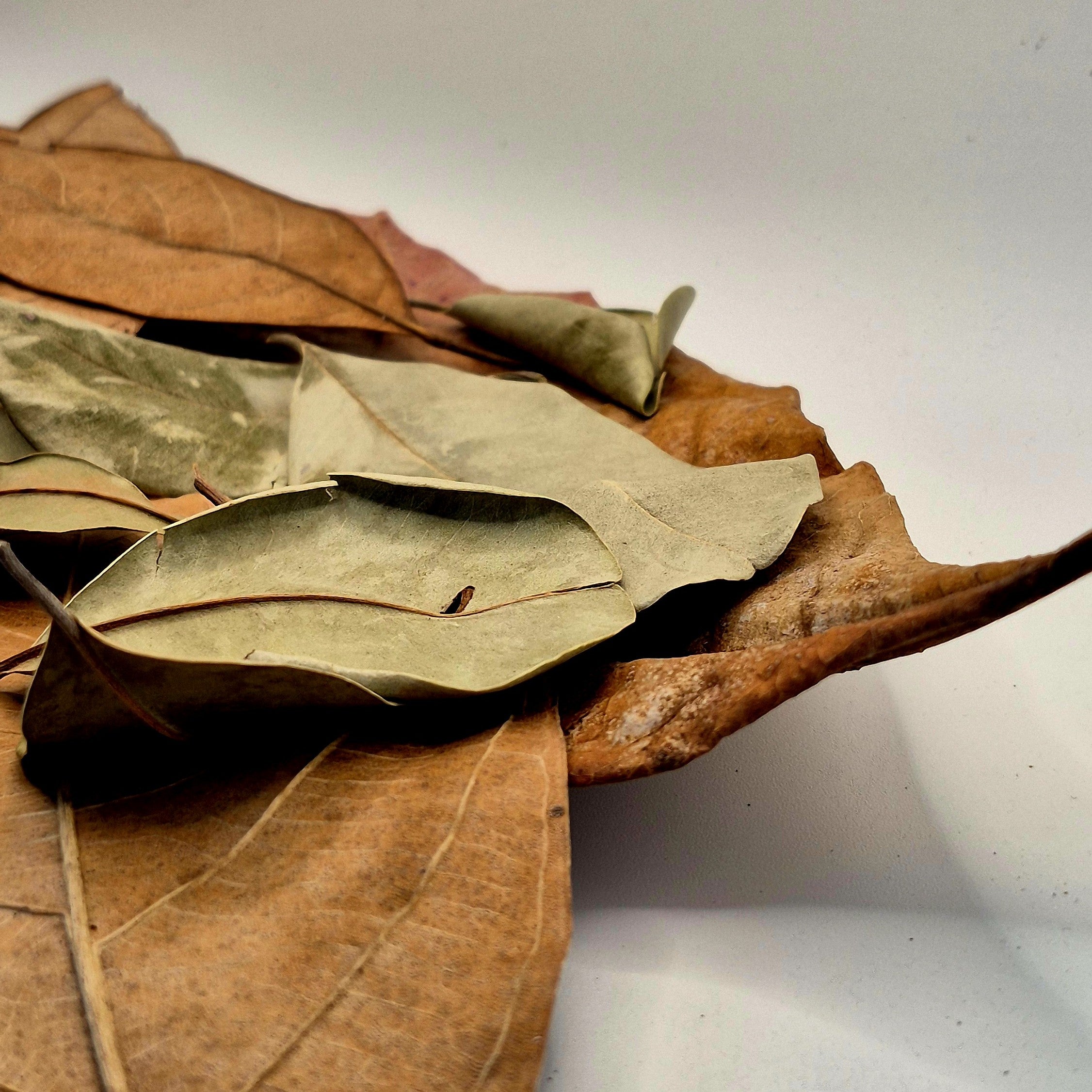 The Canopy Collection Pack – Palu, Indian Almond & Jackfruit Leaves