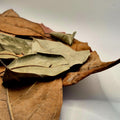 Dealer's Choice Bundle – The Ultimate Aquarium Botanical Mix