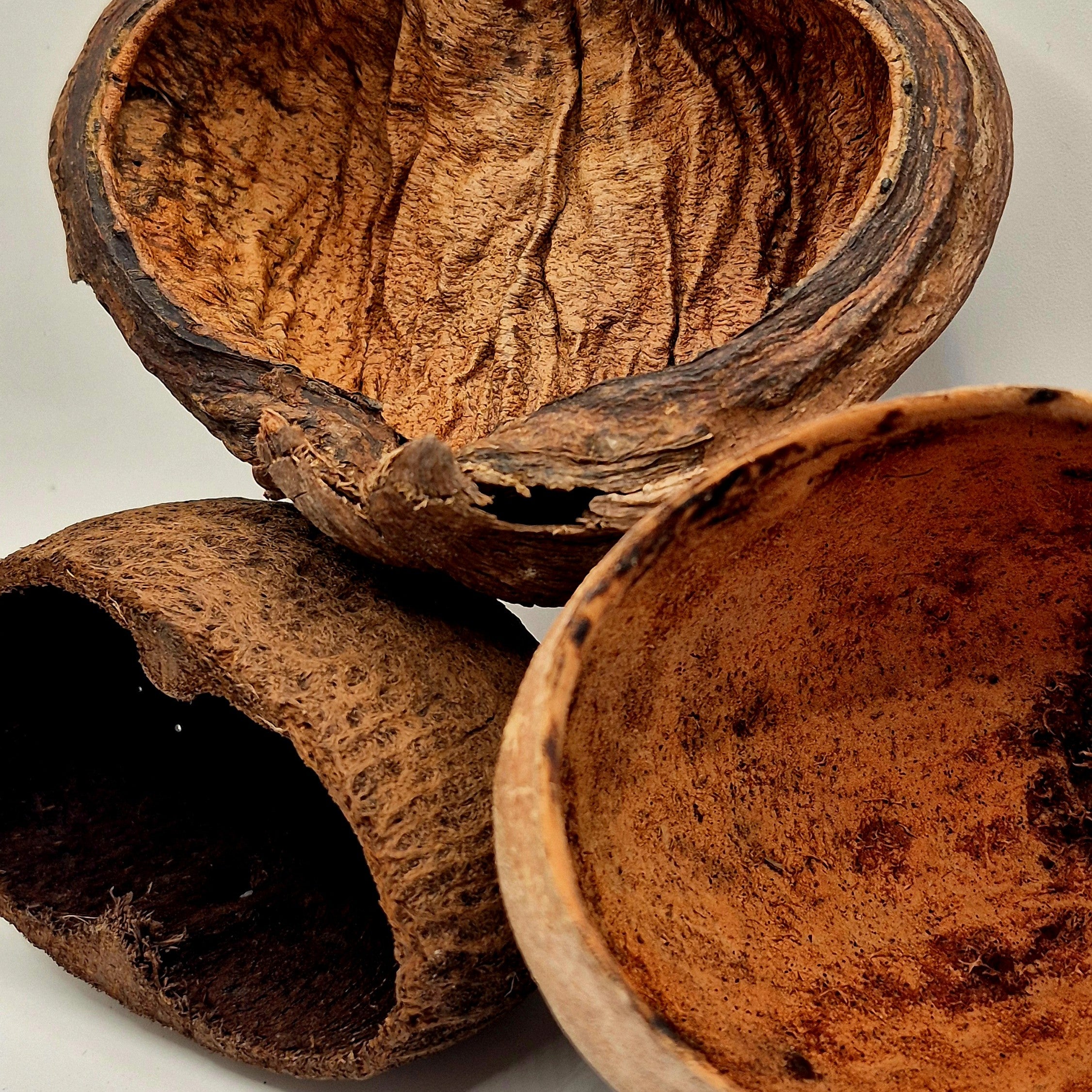 The Trio Pod Bundle – Badam, Bael & Palm Pods