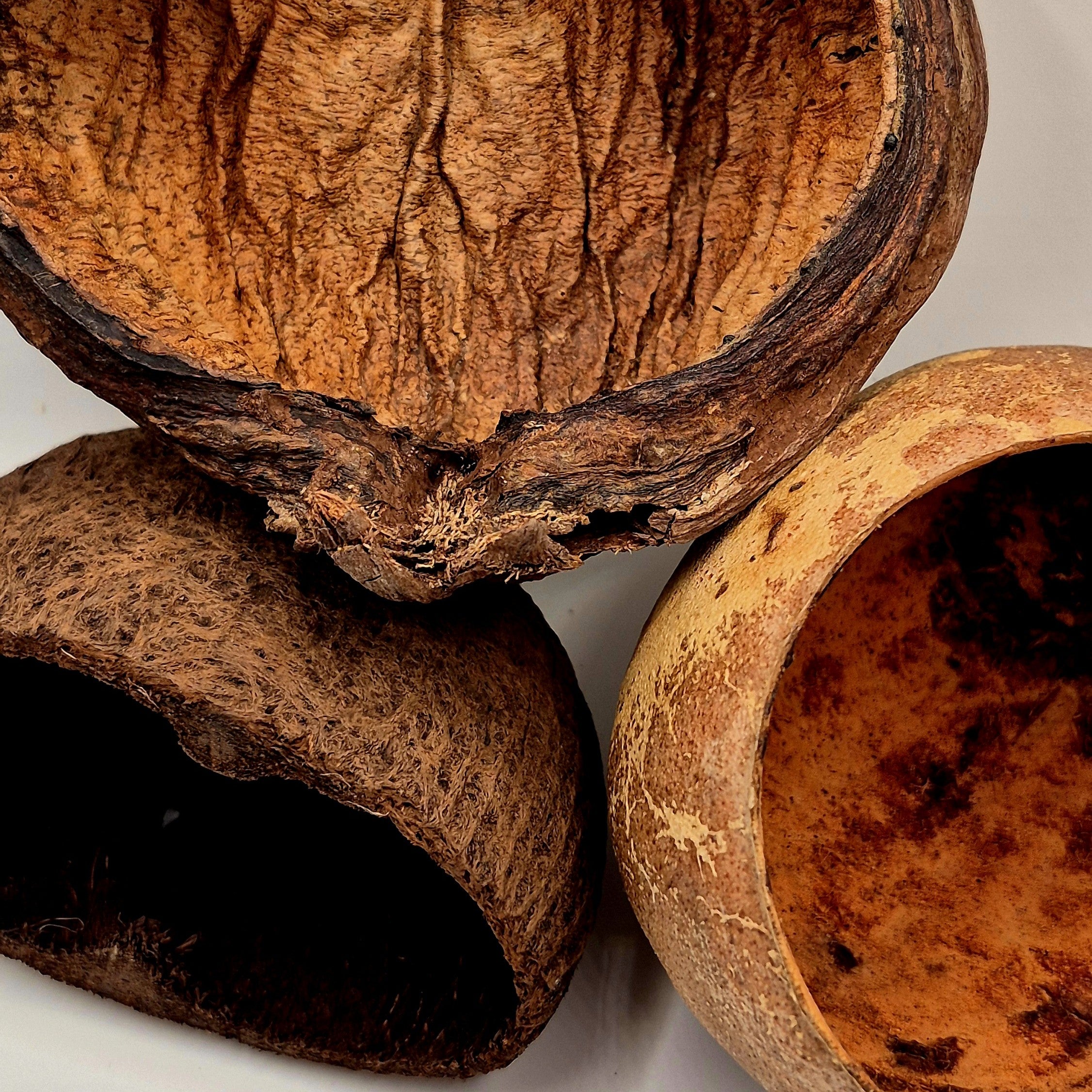 The Trio Pod Bundle – Badam, Bael & Palm Pods