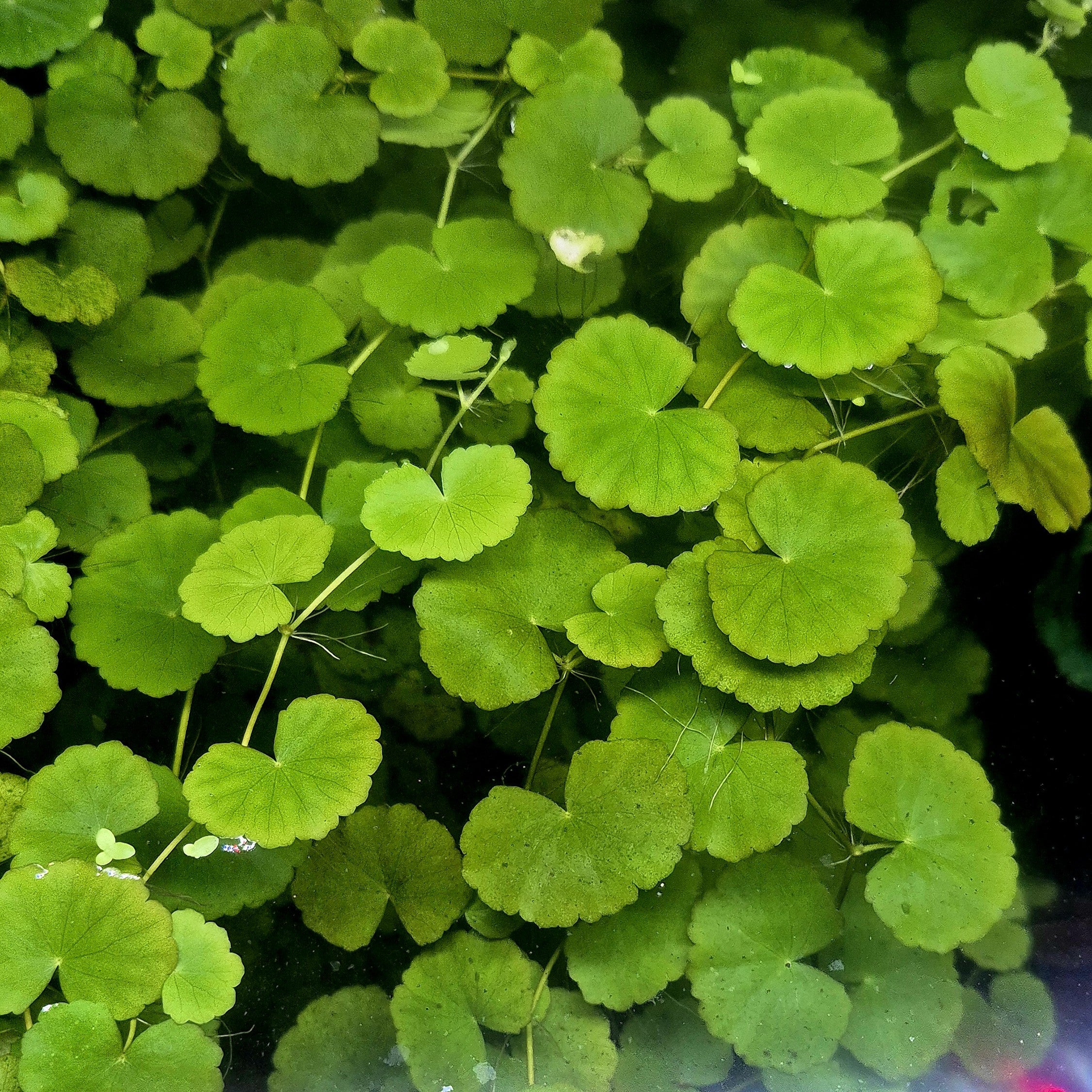 Brazilian Pennywort – 5 Stems (Hydrocotyle leucocephala)