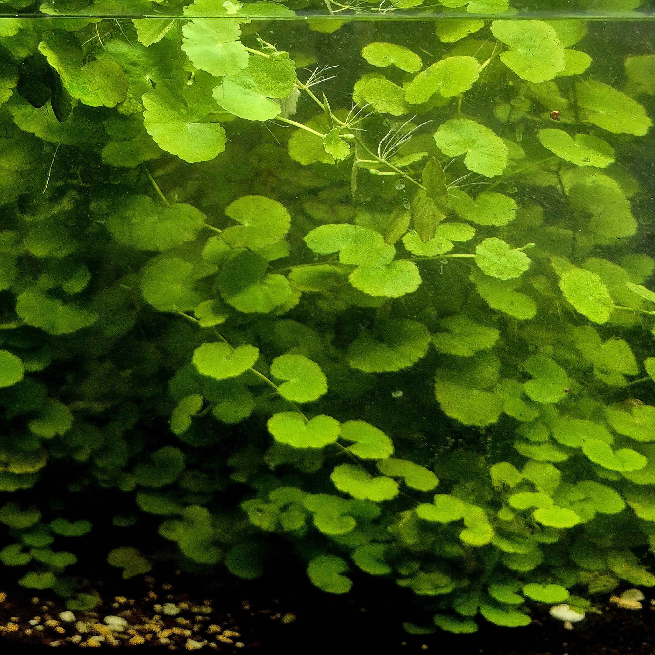 Brazilian Pennywort – 5 Stems (Hydrocotyle leucocephala)