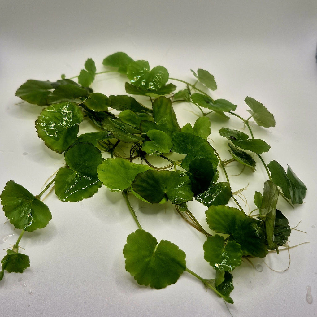 Brazilian Pennywort – 5 Stems (Hydrocotyle leucocephala)