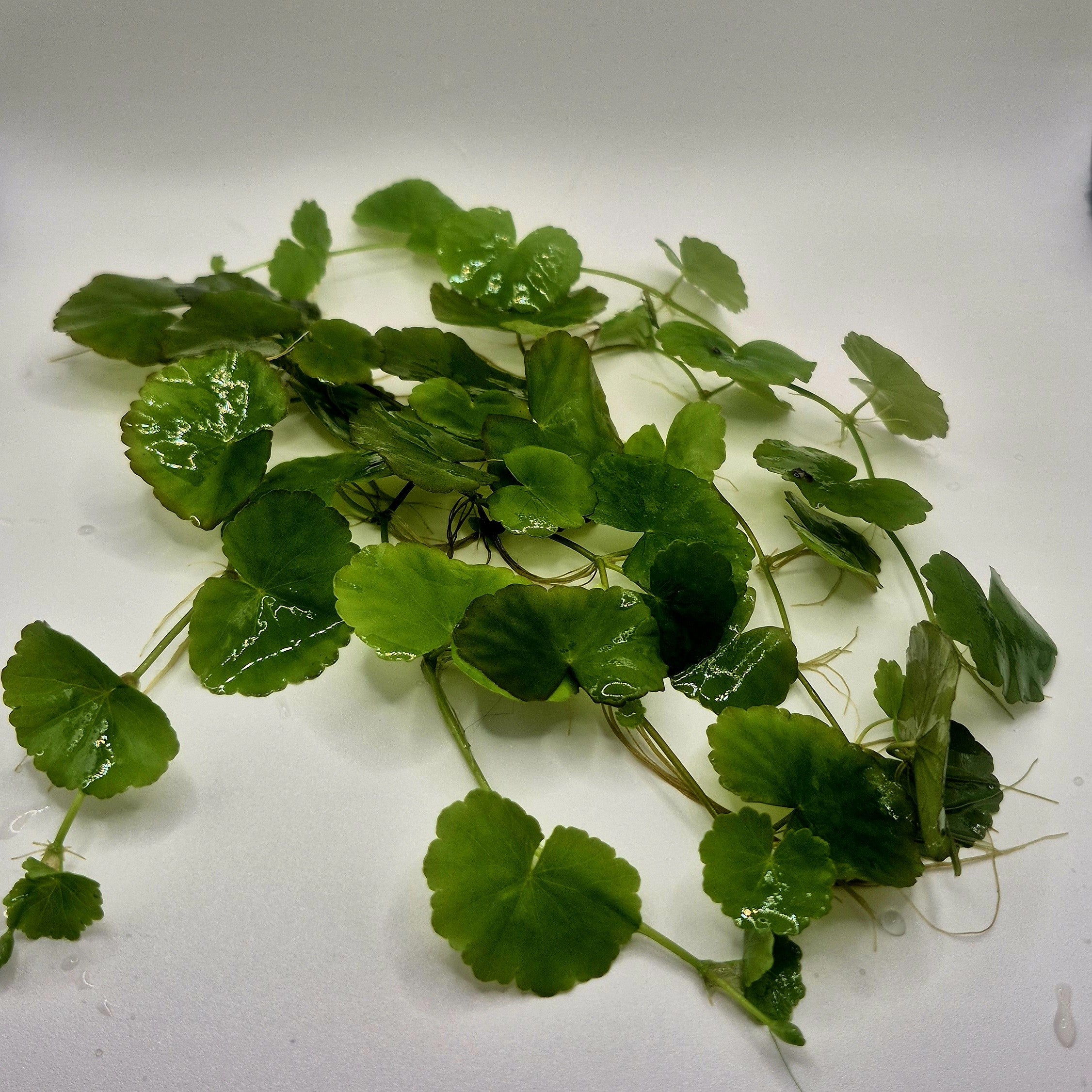 Brazilian Pennywort – 5 Stems (Hydrocotyle leucocephala)