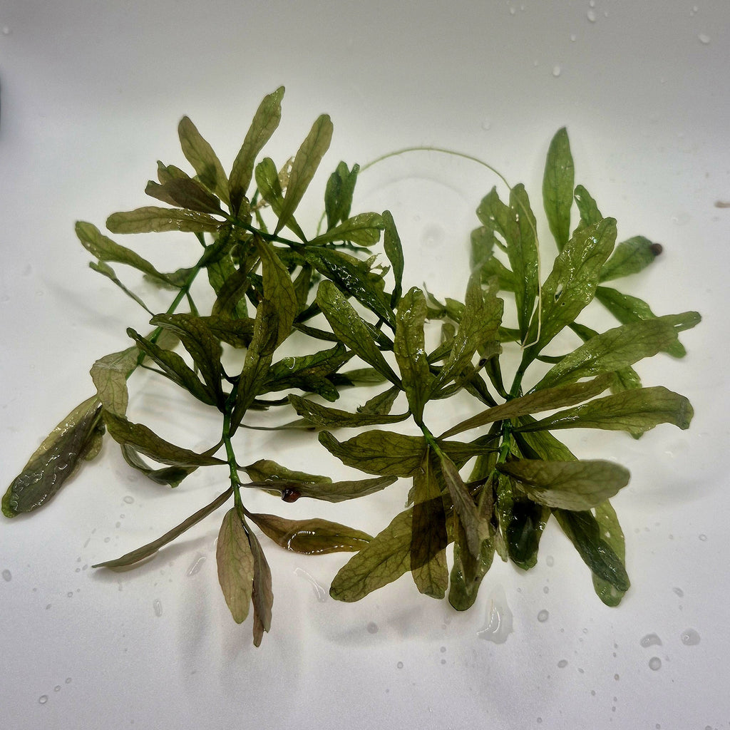 Hygrophila Polysperma – 5 Stems