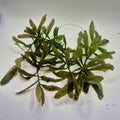 Hygrophila Polysperma – 5 Stems