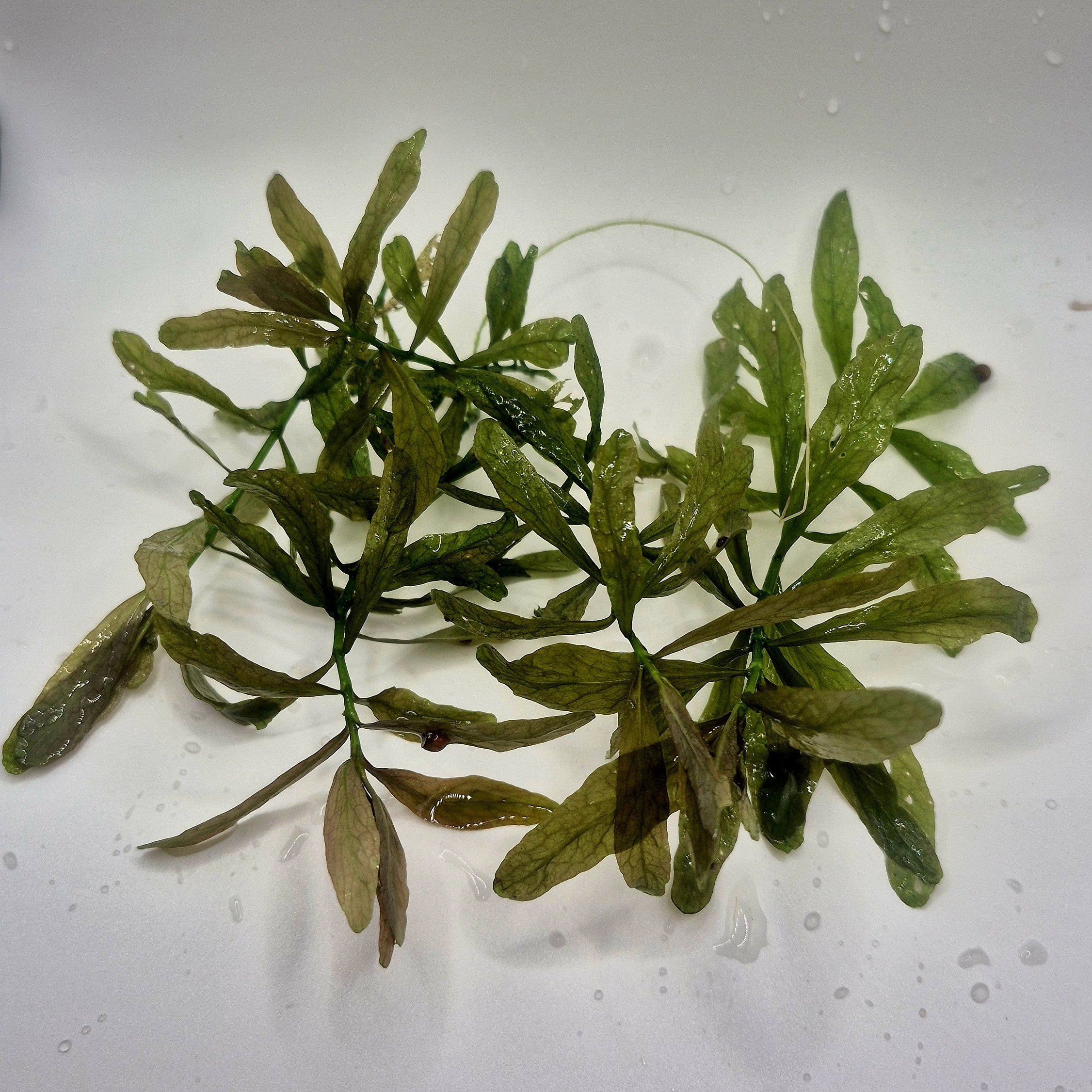 Hygrophila Polysperma – 5 Stems