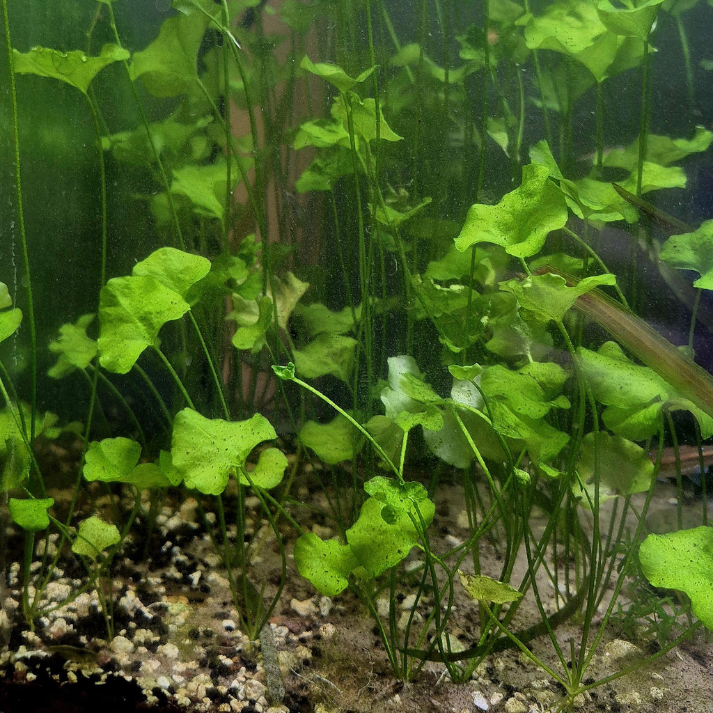 Taiwan Lily – 3 Plants (Nymphaea sp. Taiwan)