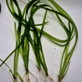 Jungle Val – 5 Stems (Vallisneria americana)