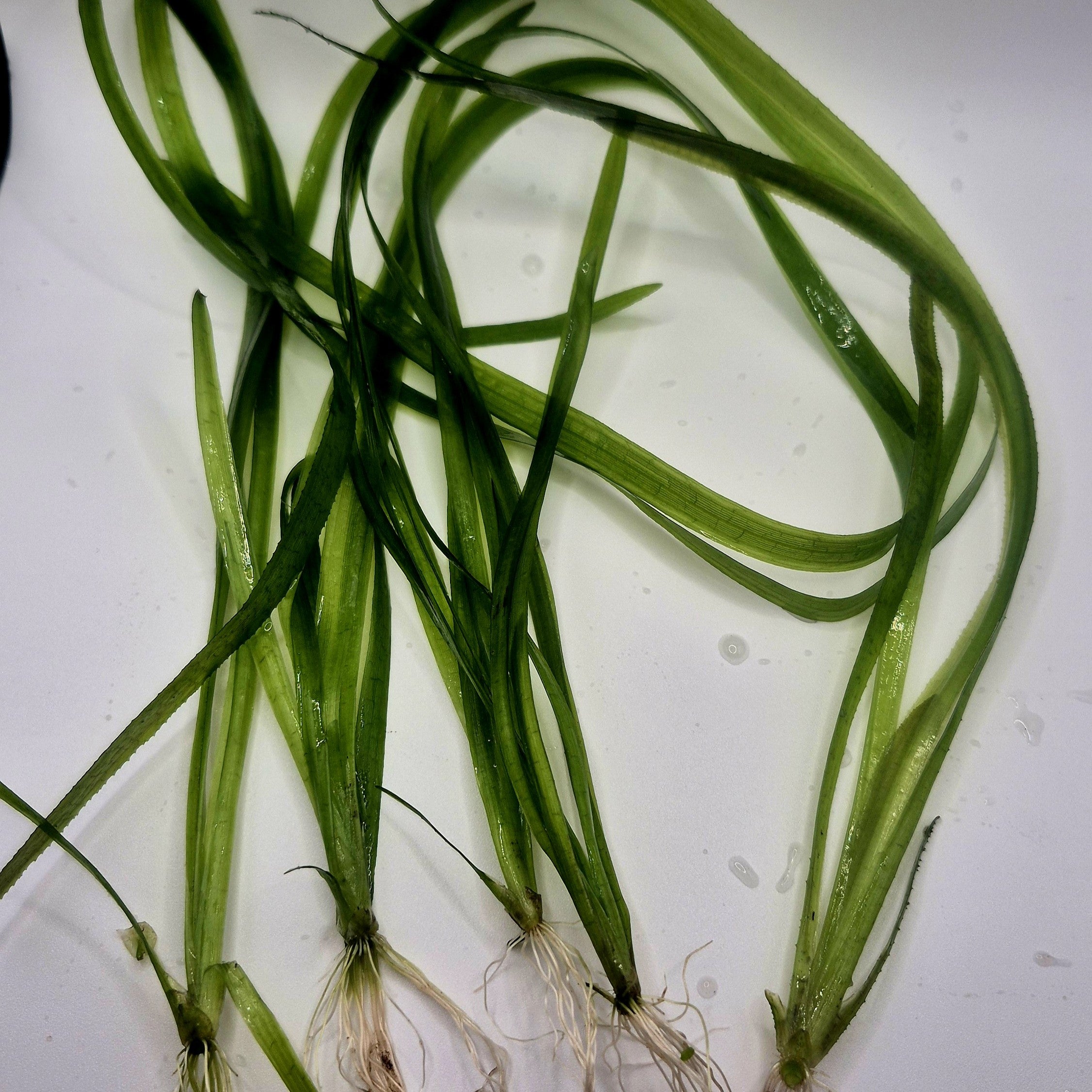 Jungle Val – 5 Stems (Vallisneria americana)
