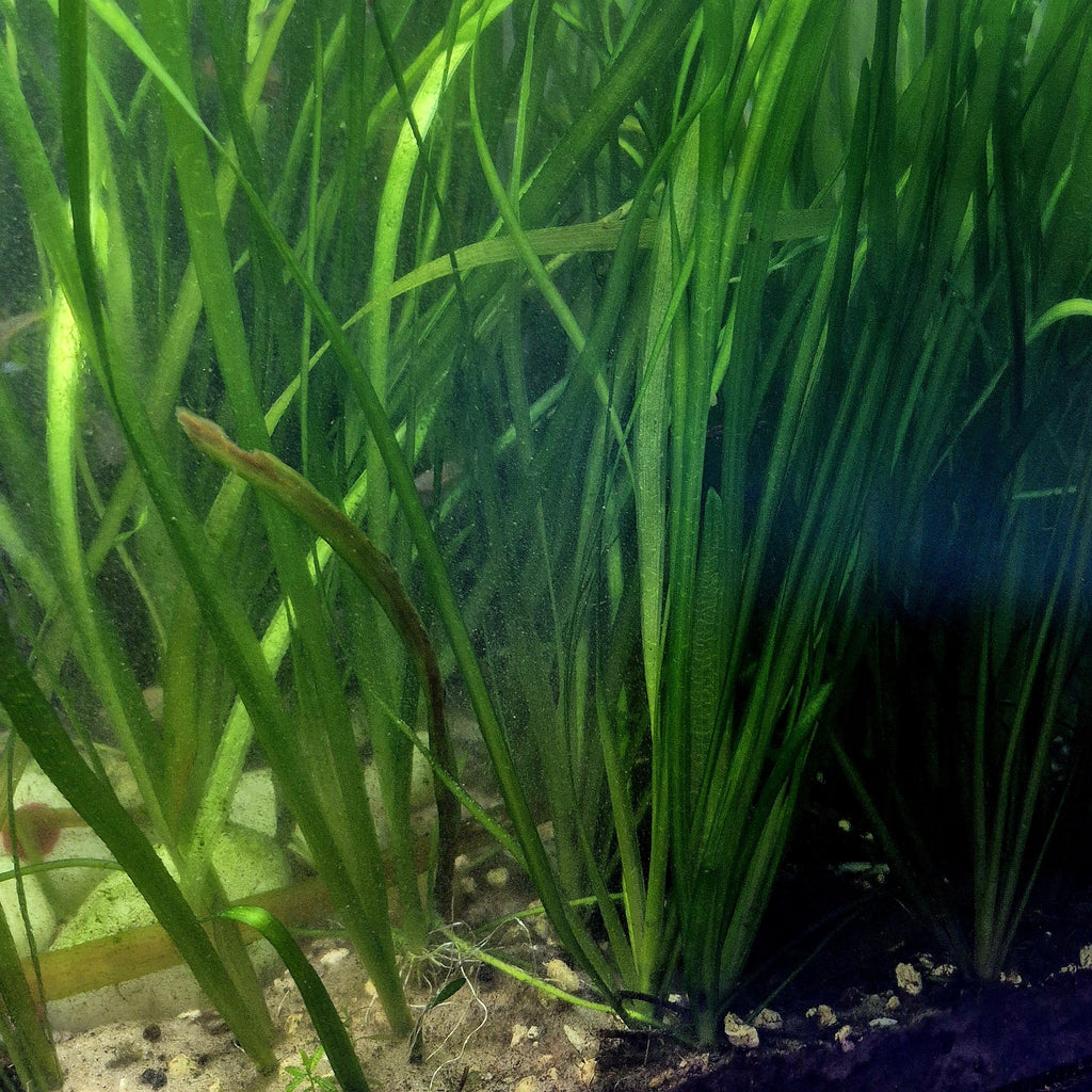 Jungle Val – 5 Stems (Vallisneria americana)