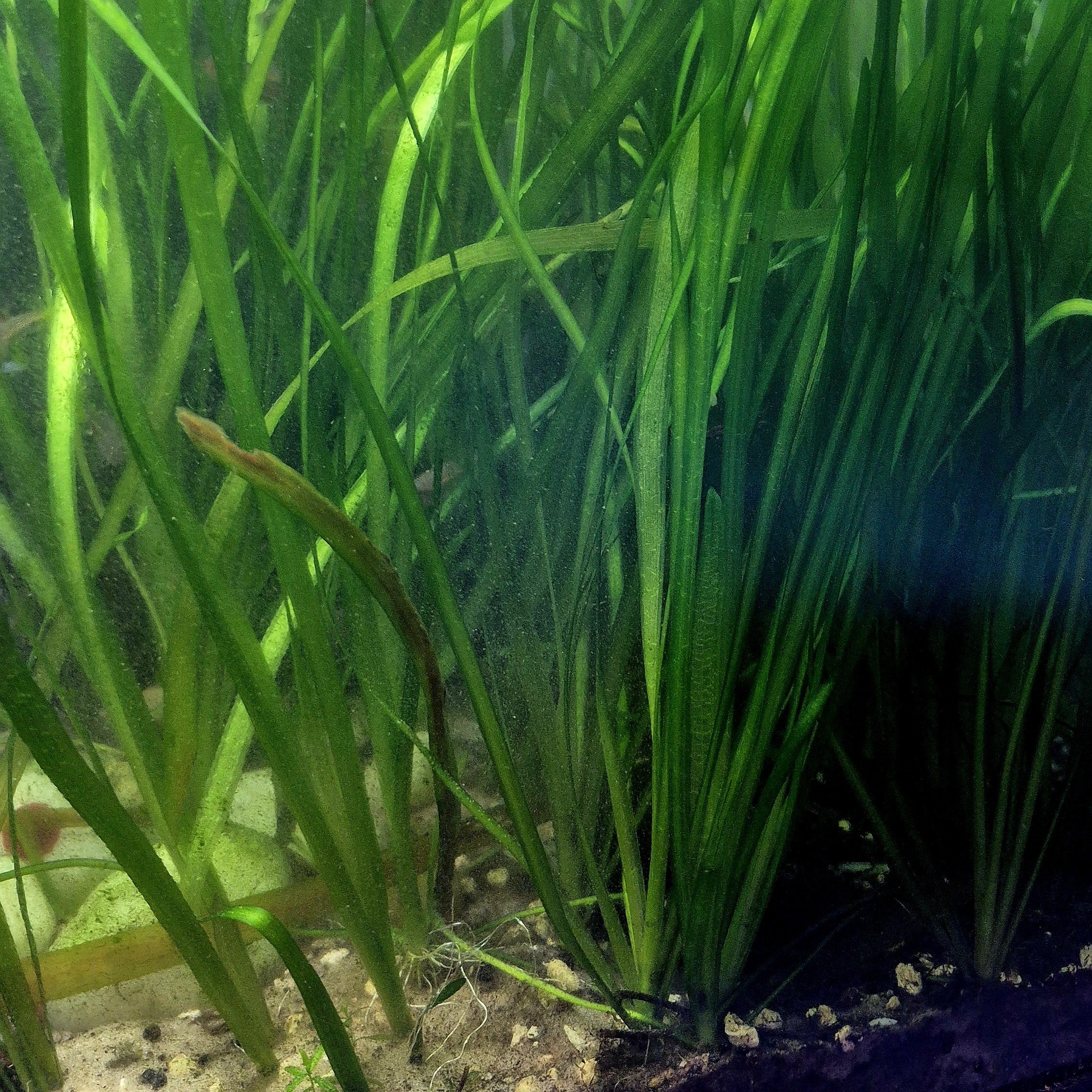 Jungle Val – 5 Stems (Vallisneria americana)