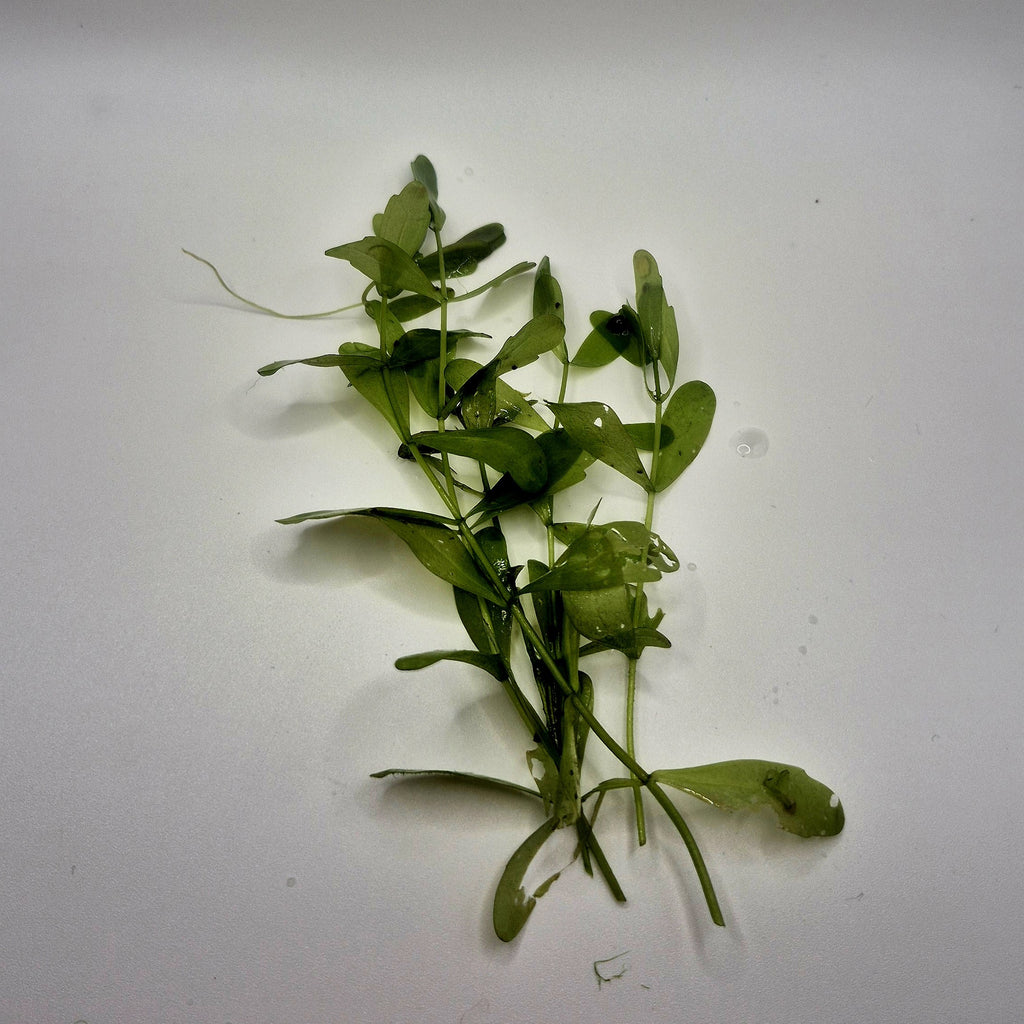 Mexican Oak Leaf – 5 Stems (Shinnersia rivularis)