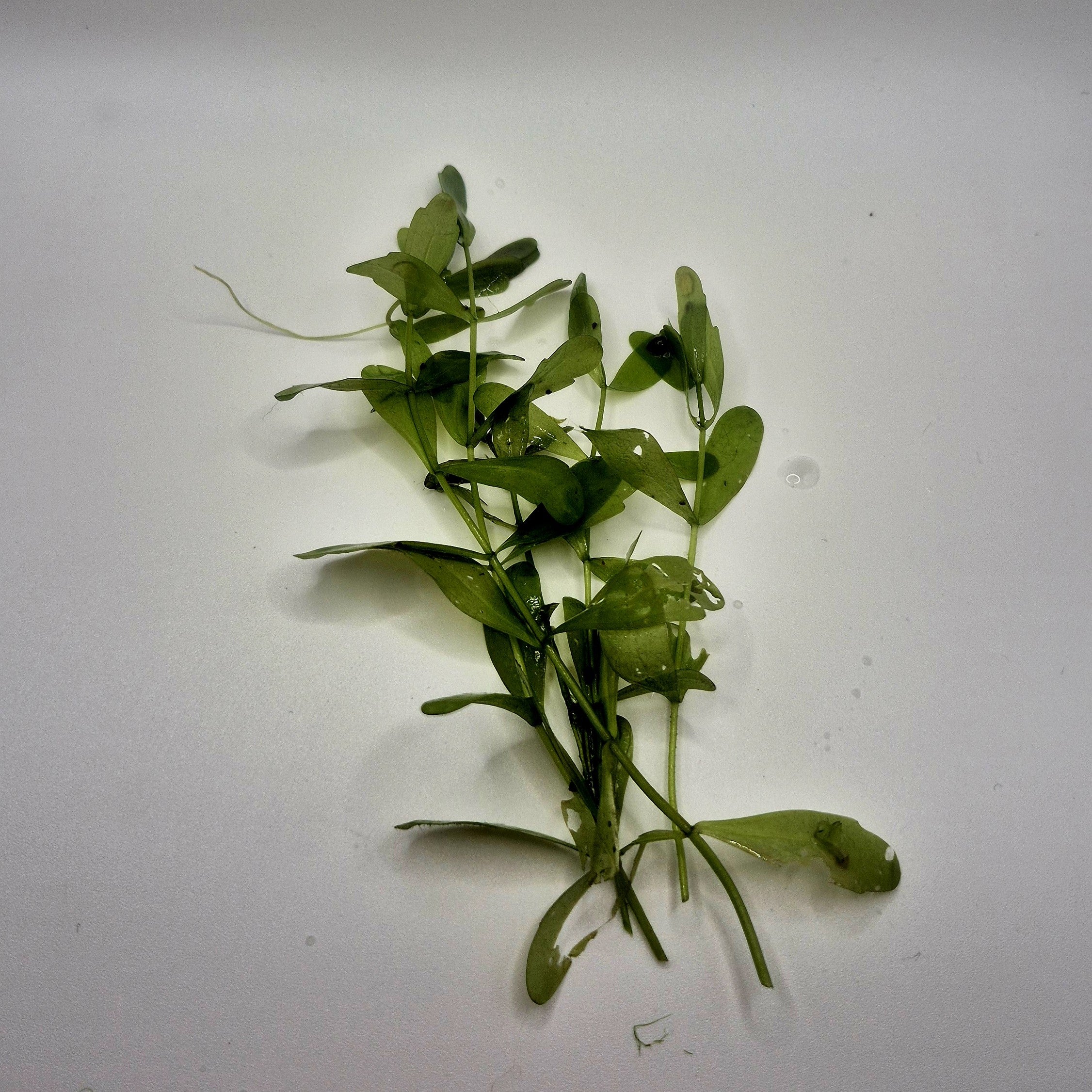 Mexican Oak Leaf – 5 Stems (Shinnersia rivularis)