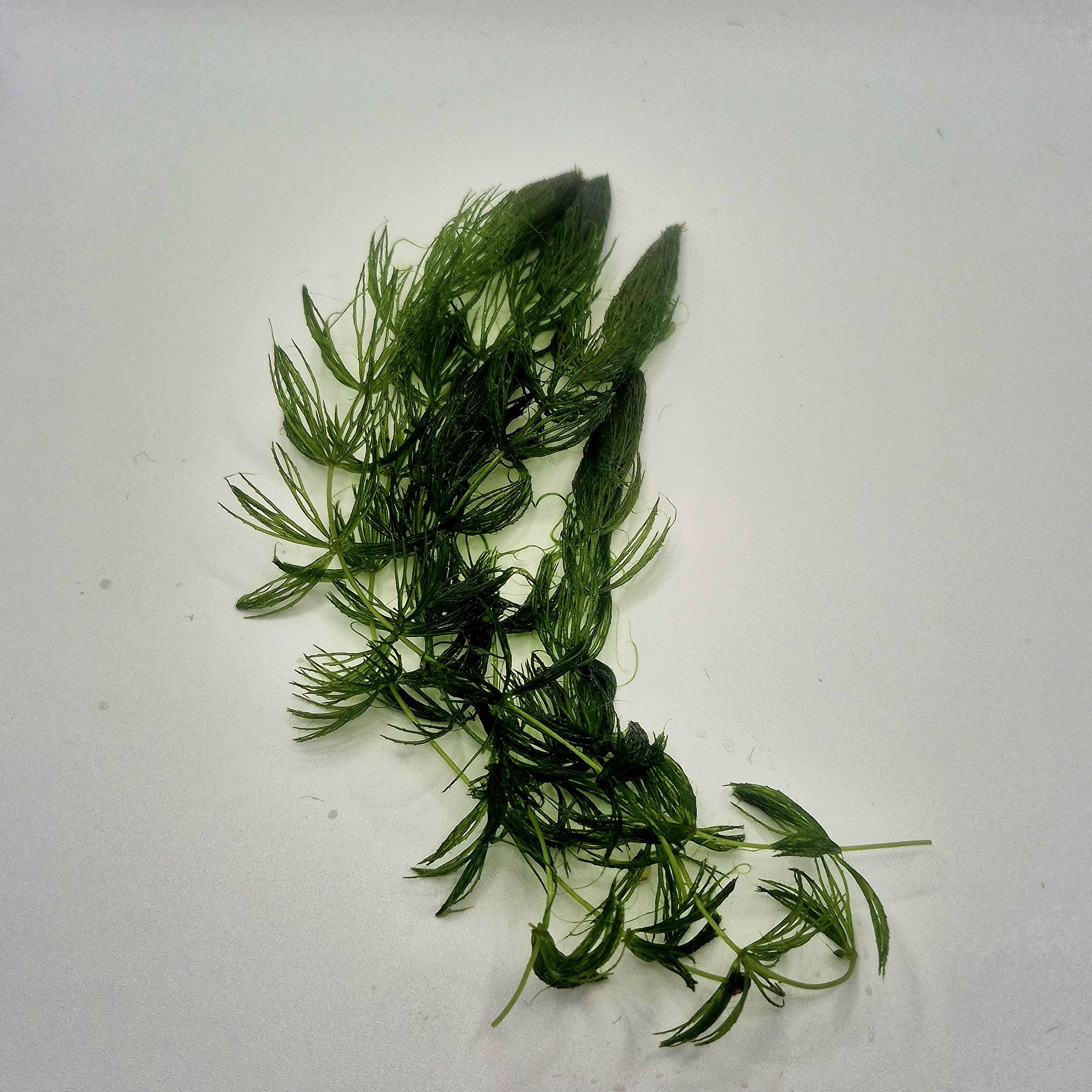 Hornwort – 5 Stems (Ceratophyllum demersum)