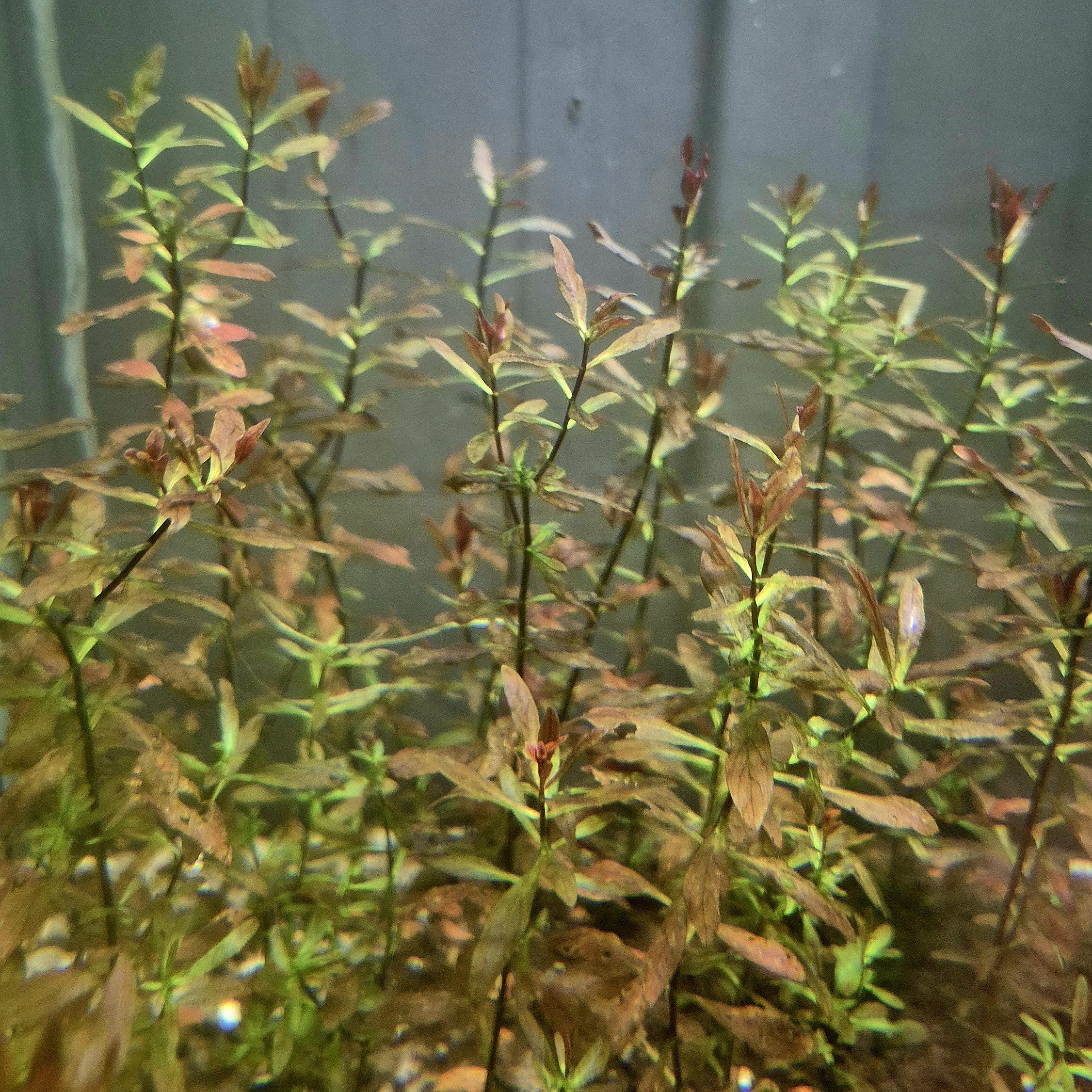 Ludwigia palustris 'Super Red' – 5 Stems