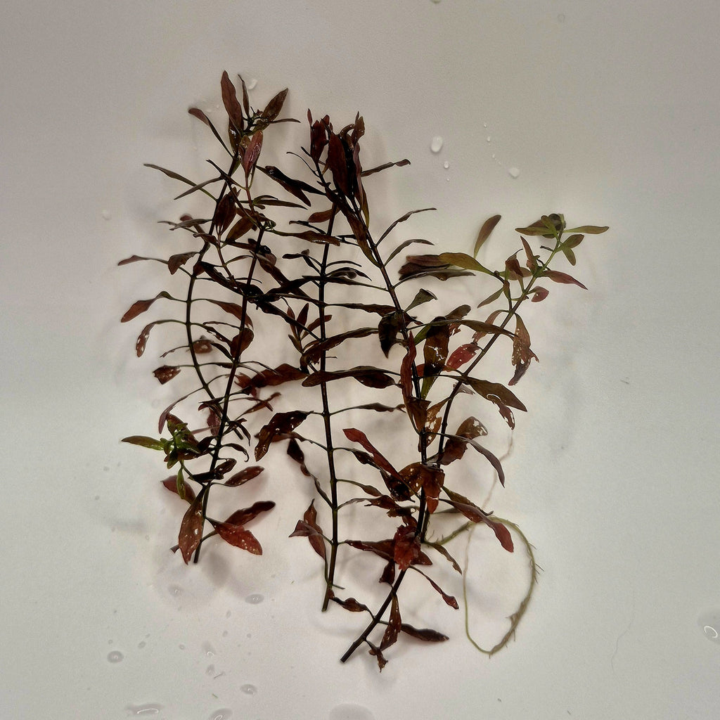 Ludwigia palustris 'Super Red' – 5 Stems