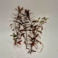 Ludwigia palustris 'Super Red' – 5 Stems