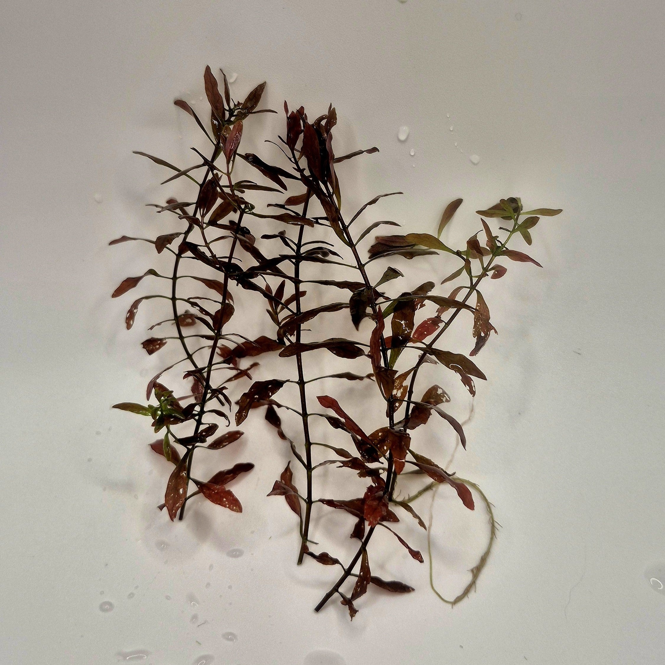 Ludwigia palustris 'Super Red' – 5 Stems