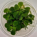Dwarf Water Lettuce – 8oz Container (Pistia stratiotes)