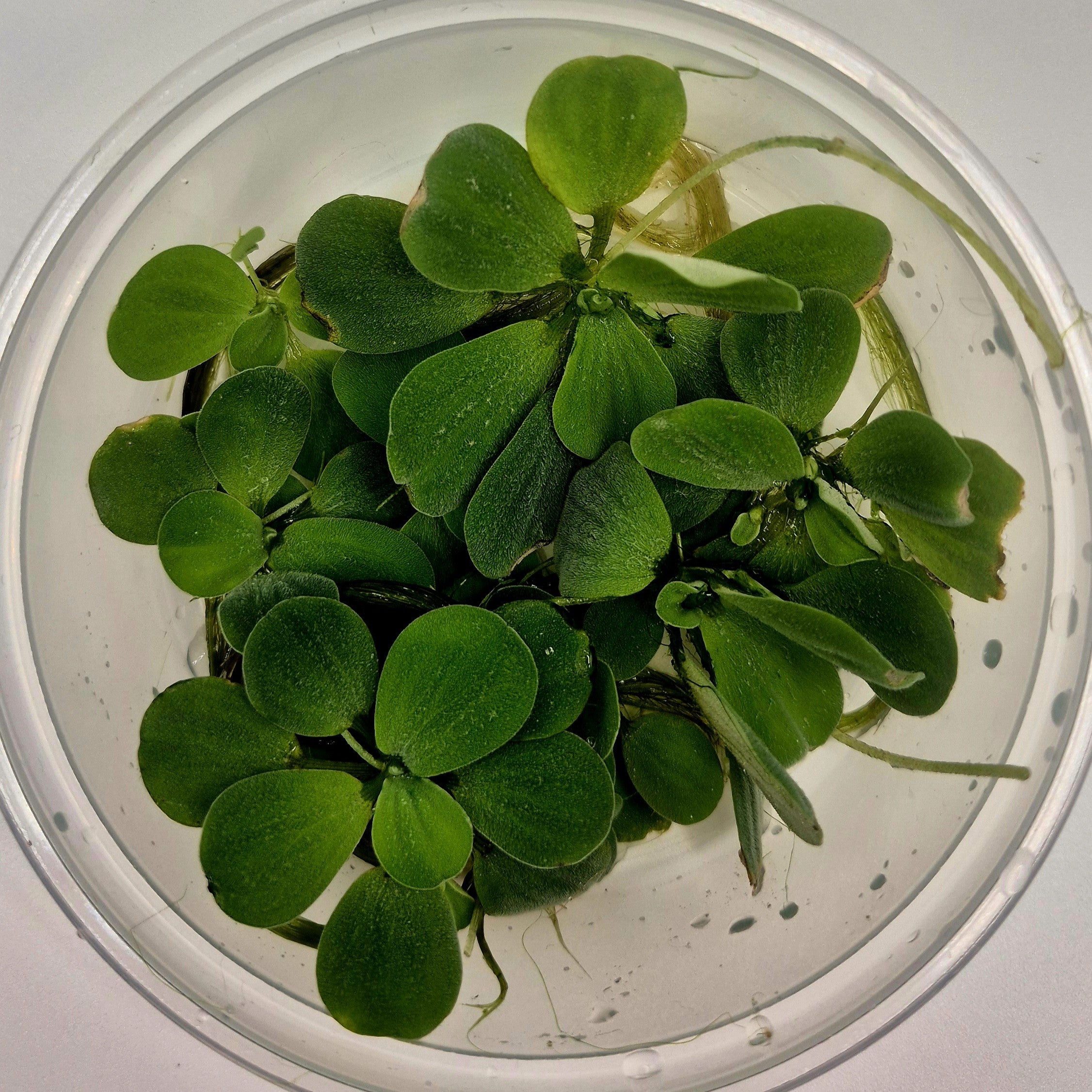 Dwarf Water Lettuce – 8oz Container (Pistia stratiotes)
