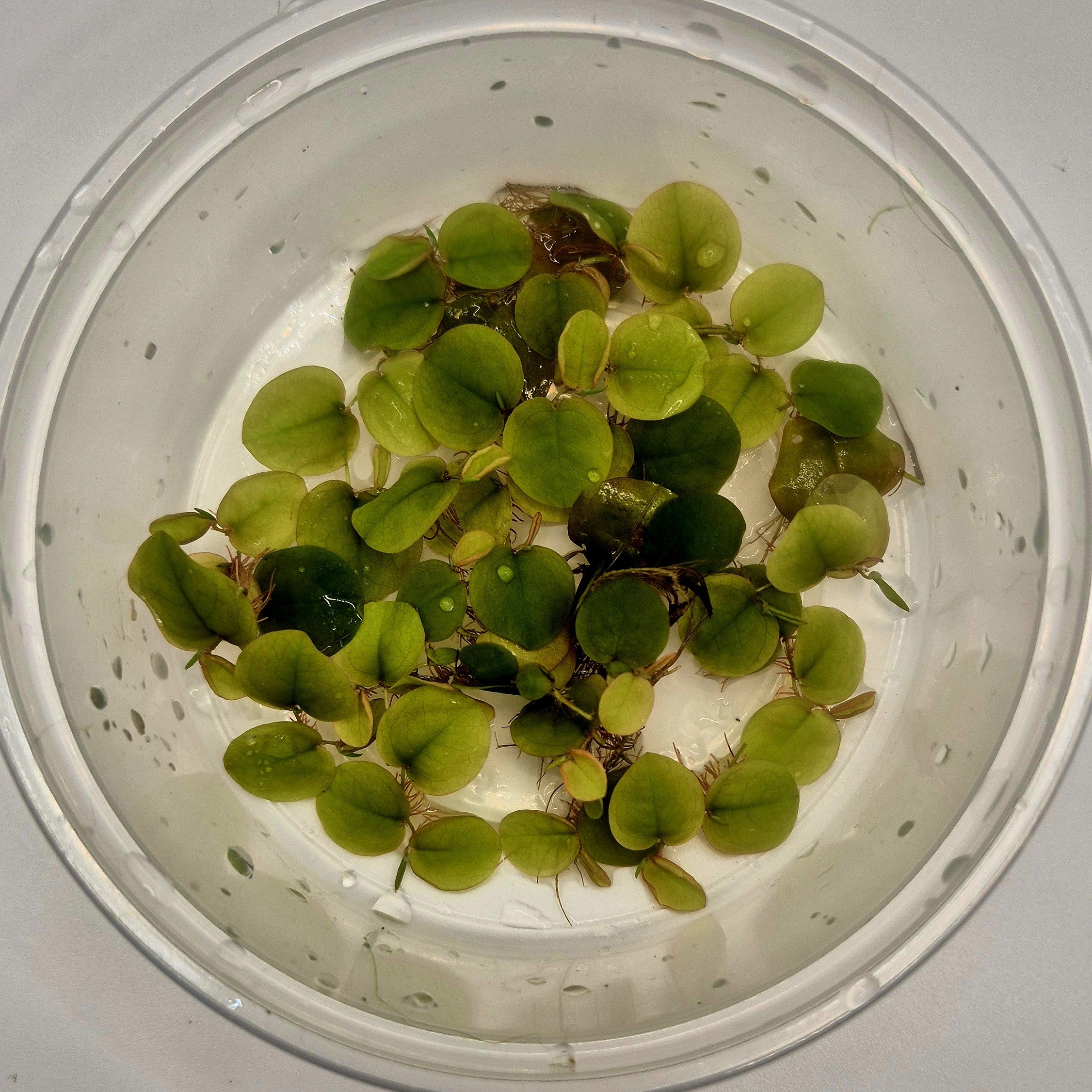 Red Root Floaters – 8oz Container (Phyllanthus fluitans)