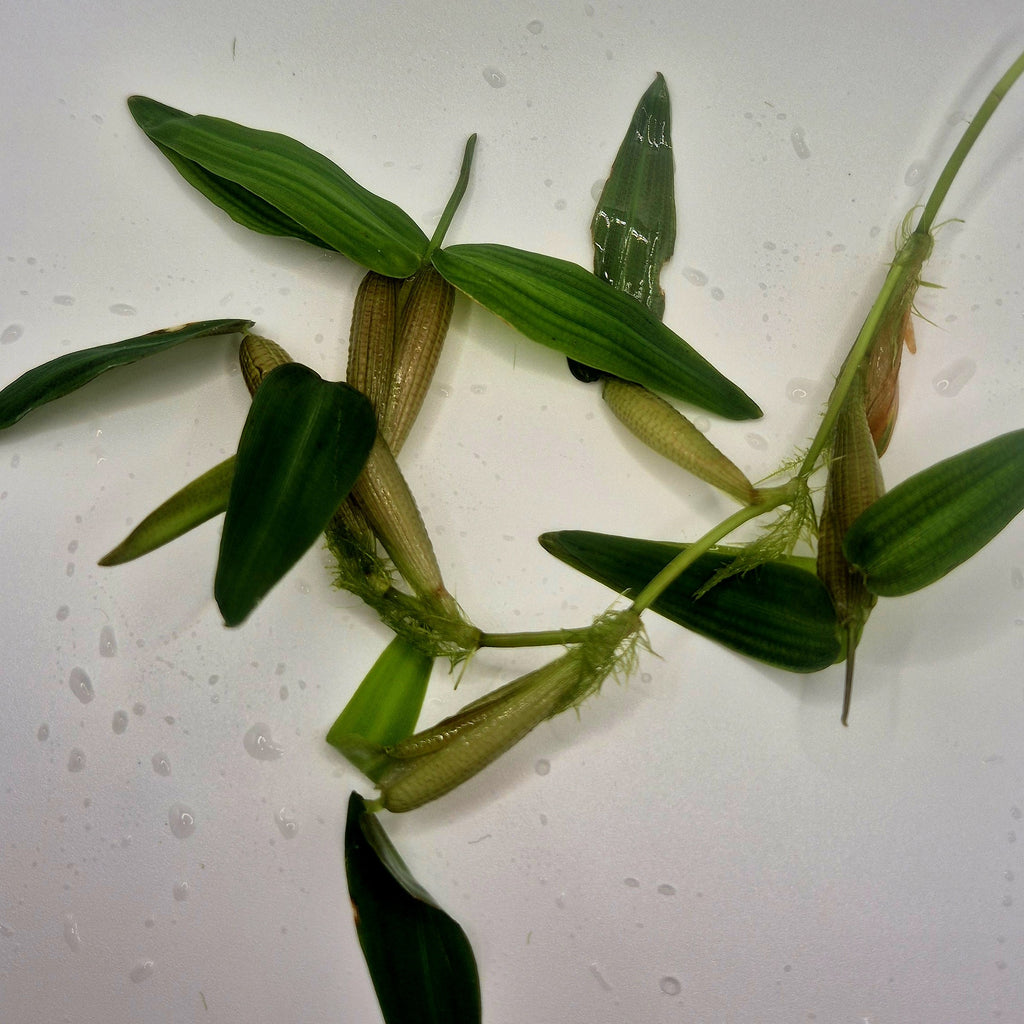 Hygroryza aristata – 8oz Container (Indian Water Grass)
